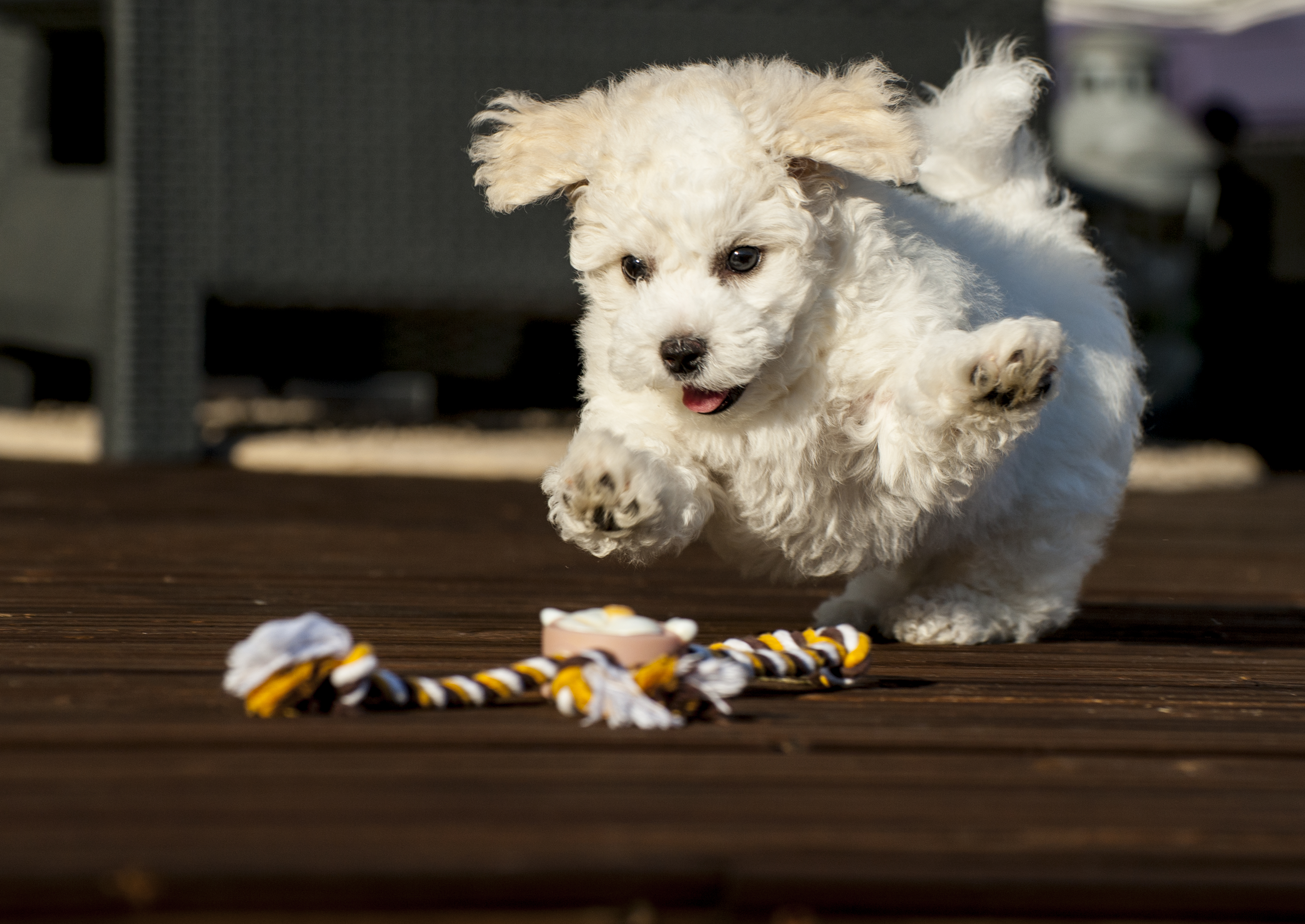 Bichon frisé pentu leikkimässä