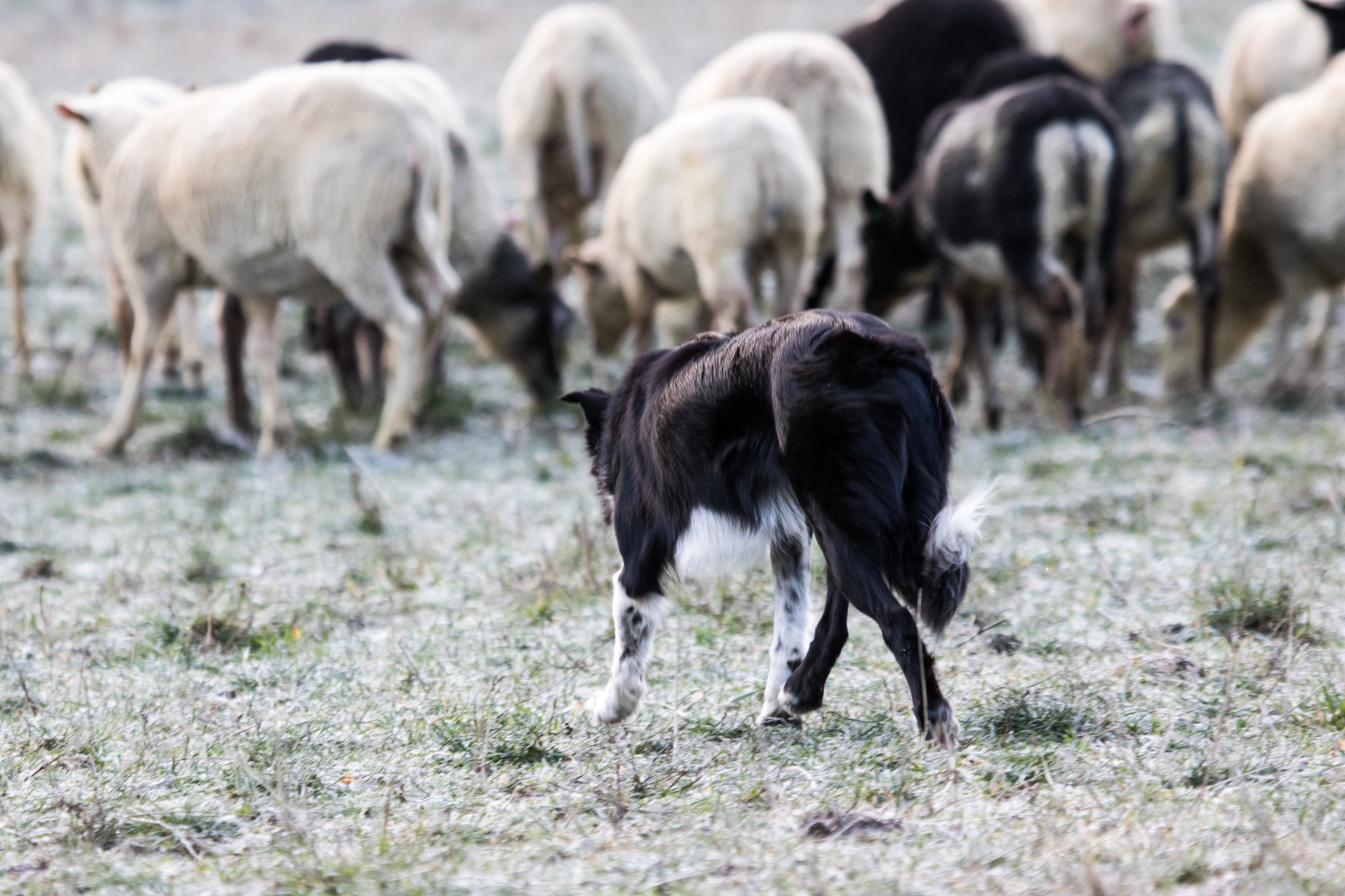 bordercollie paimentaa lampaita