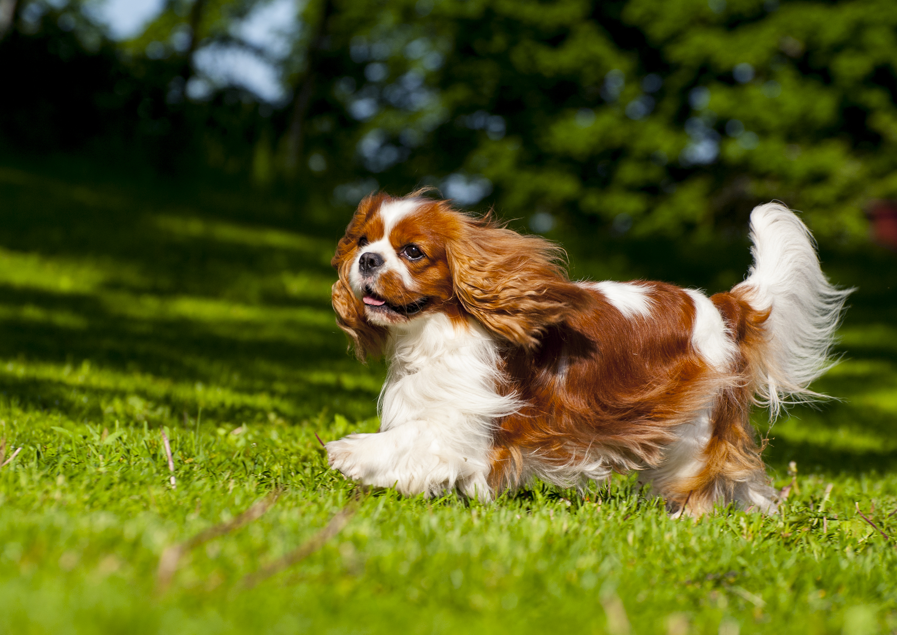 Cavalier kingcharlesinspanieli_Aino Pikkusaari