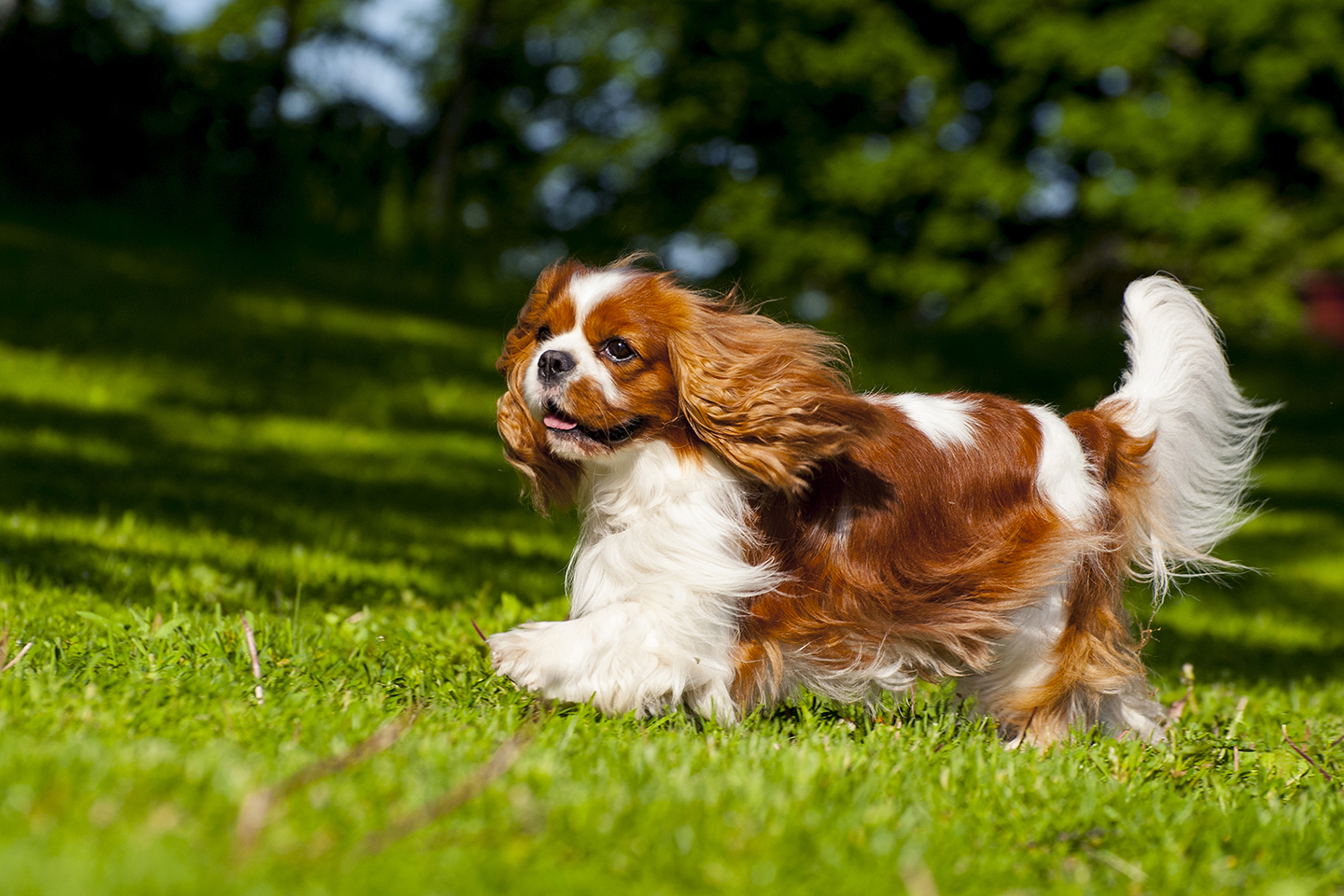 Cavalier kingcharlesinspanieli_1440 x 960_Aino Pikkusaari