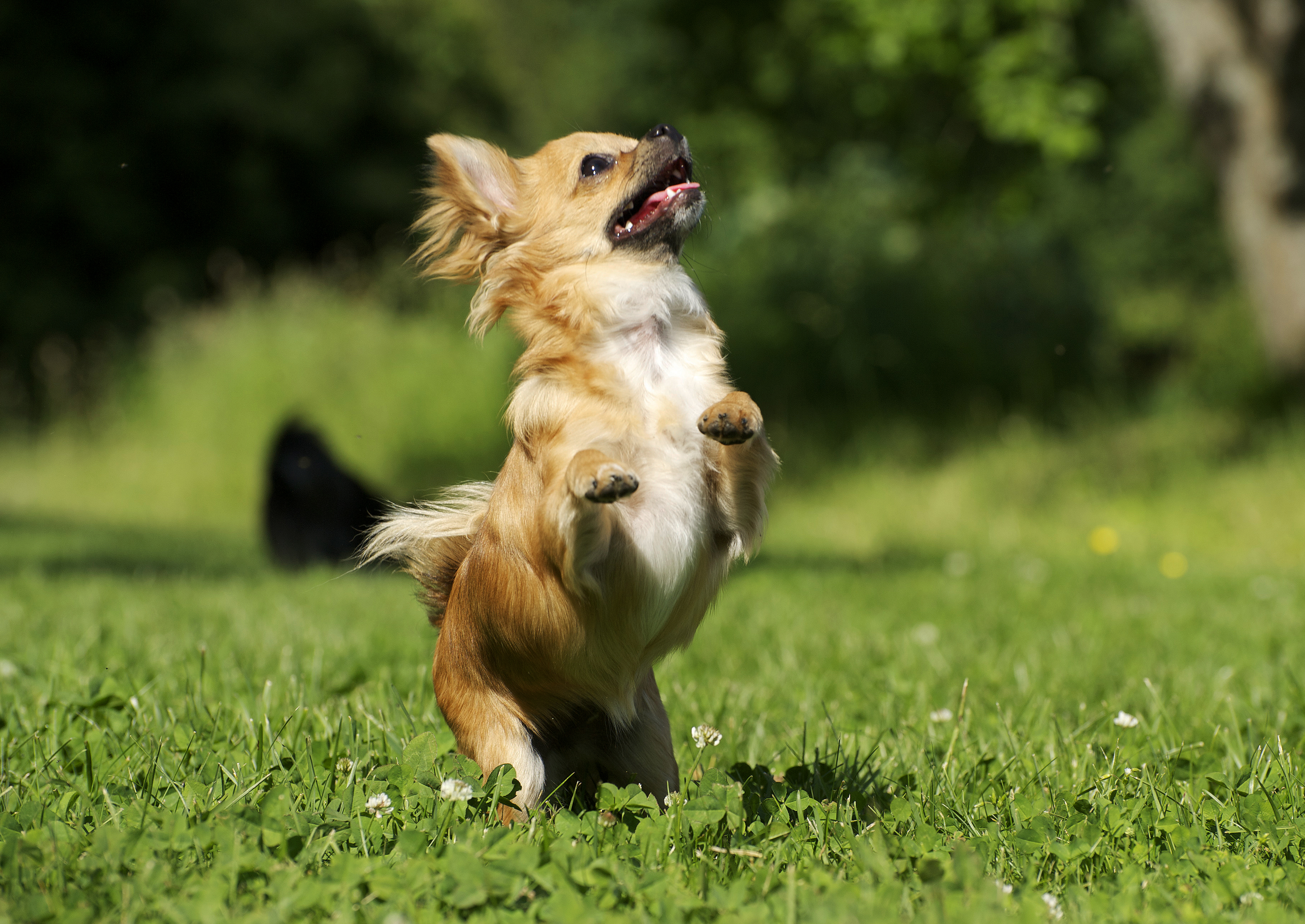 chihuahua