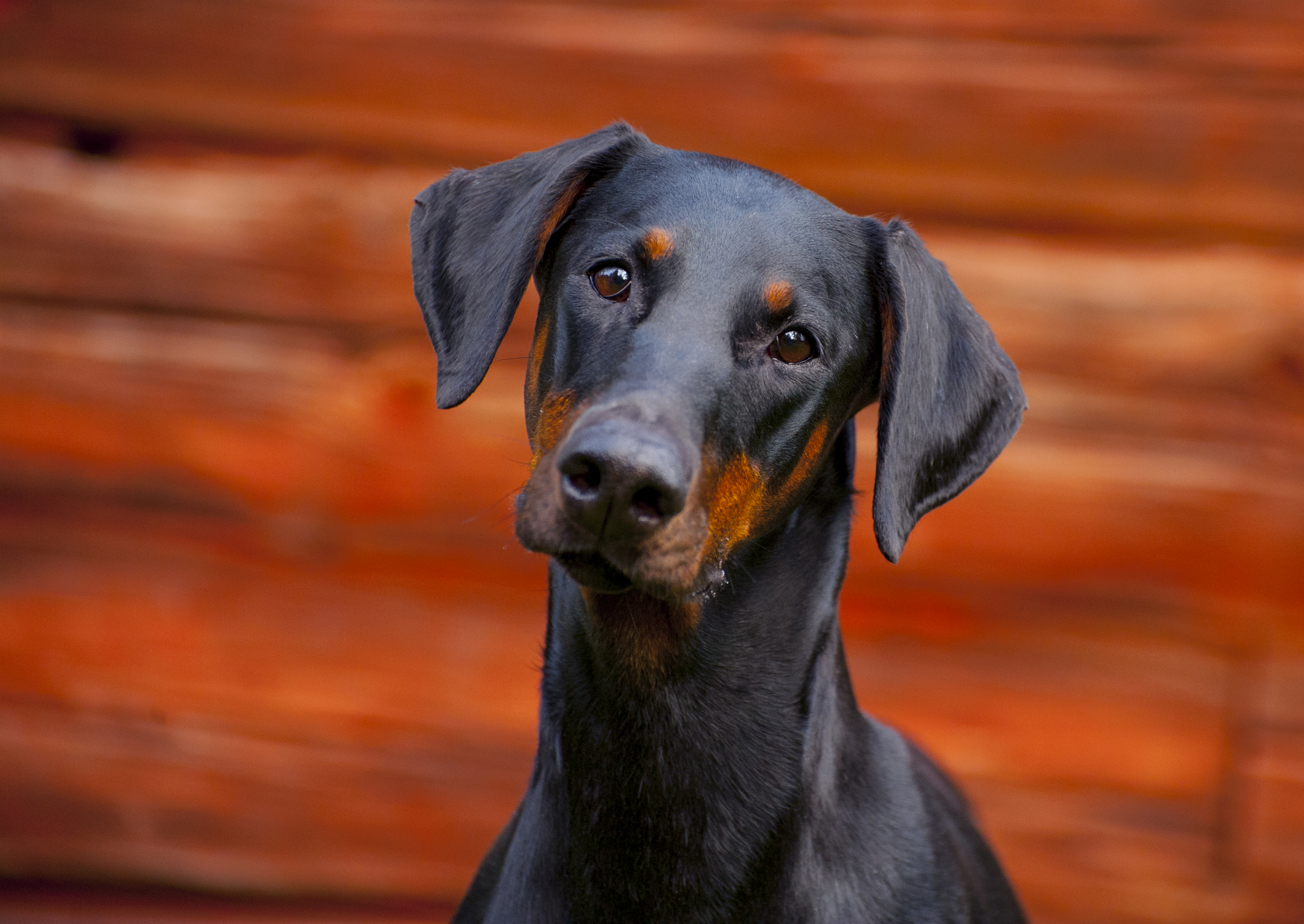 Dobermanni