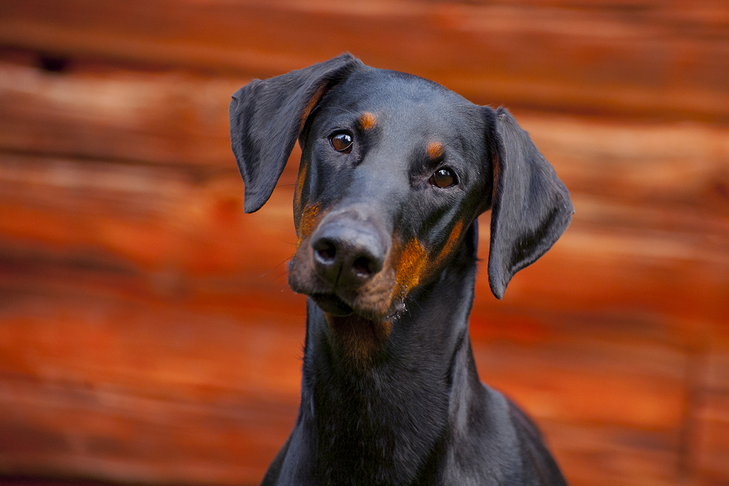 Dobermanni_1440 x 960_Aino Pikkusaari