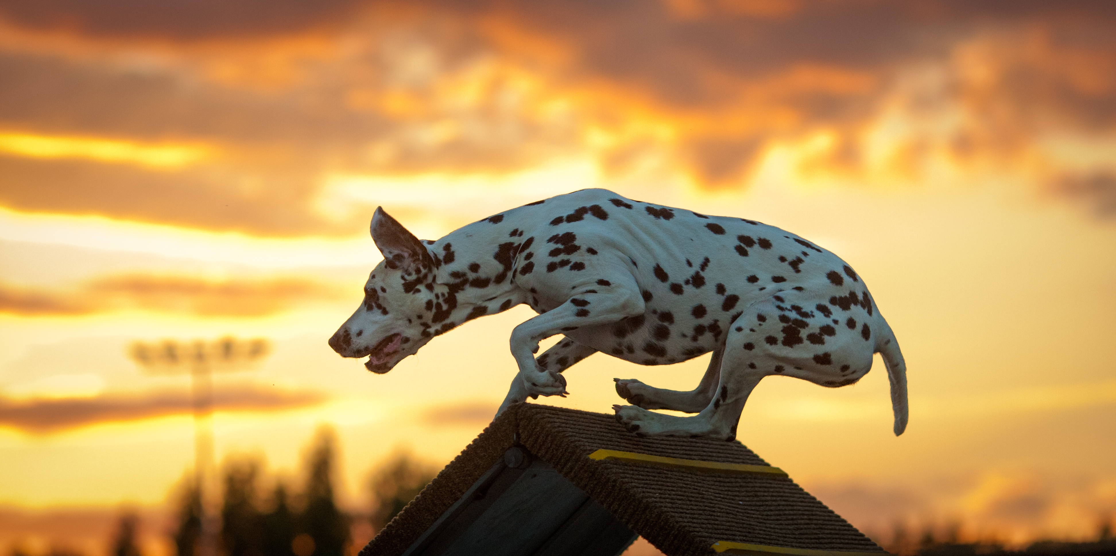 Kuva dalmatialaisesta ylittämässä estettä auringon laskiessa