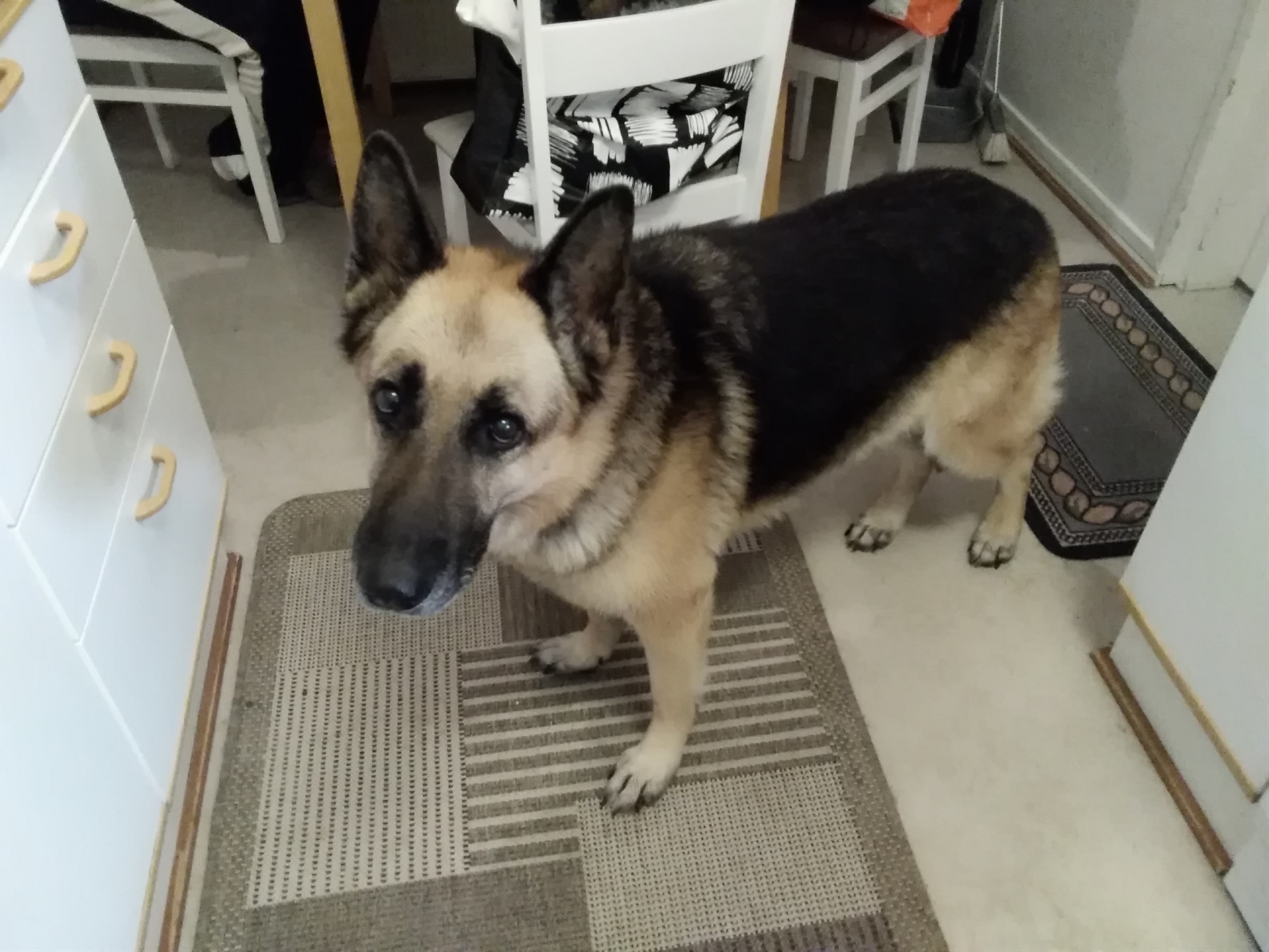 saksanpaimenkoira Foxy