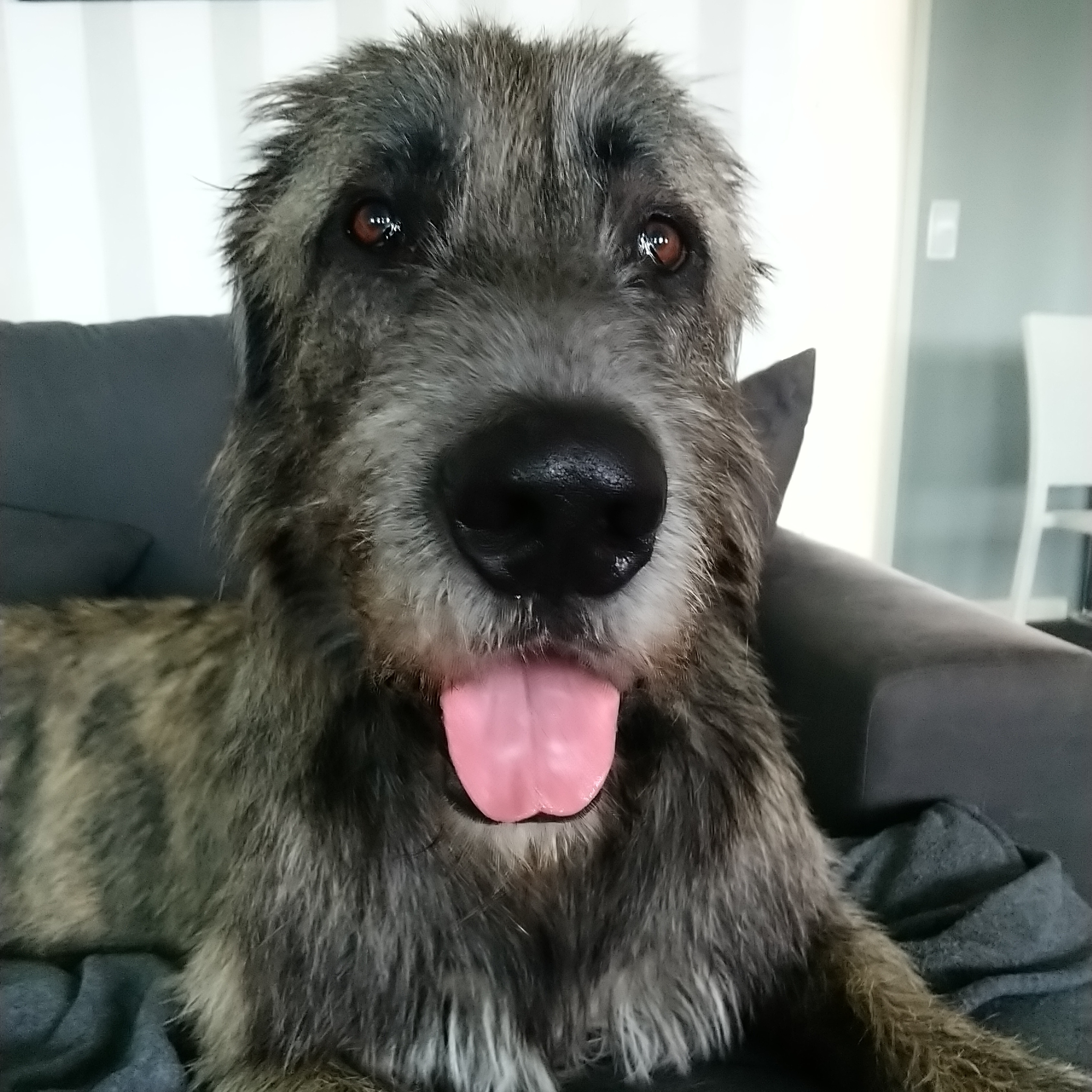 irlanninsusikoira Frank