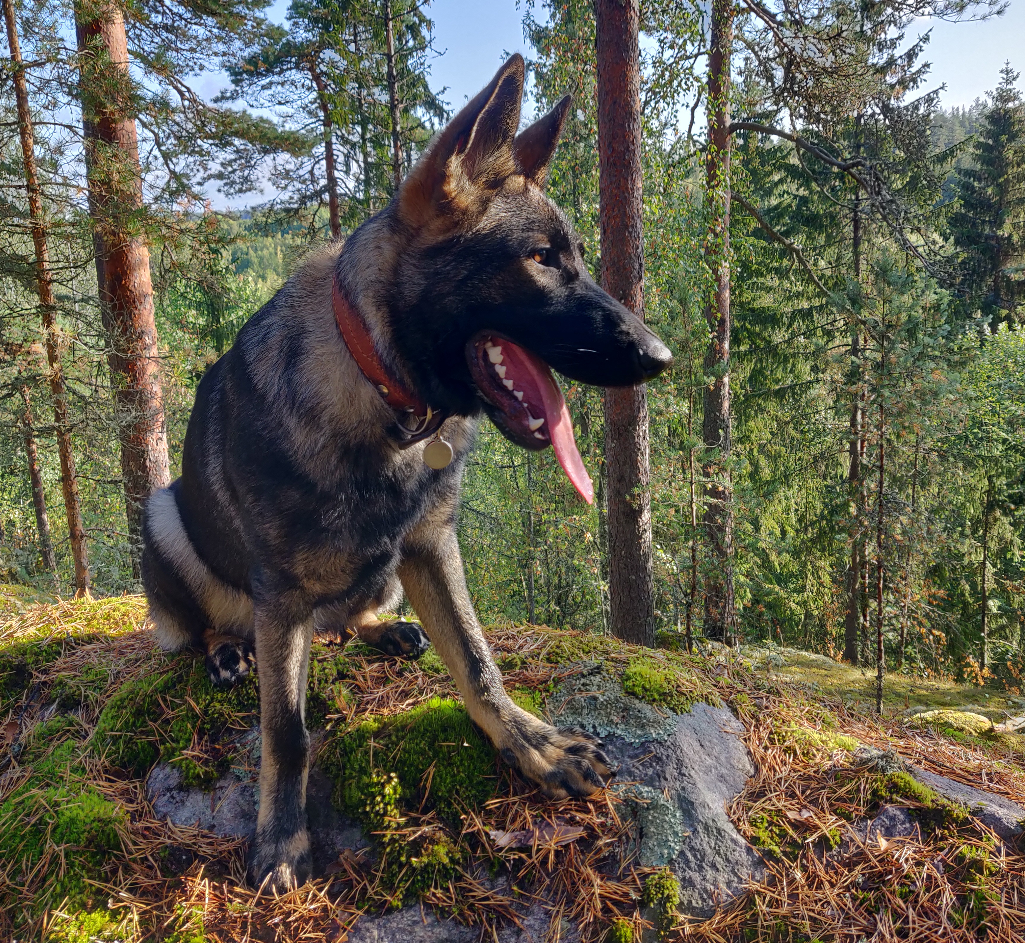 saksanpaimenkoira Hermanni