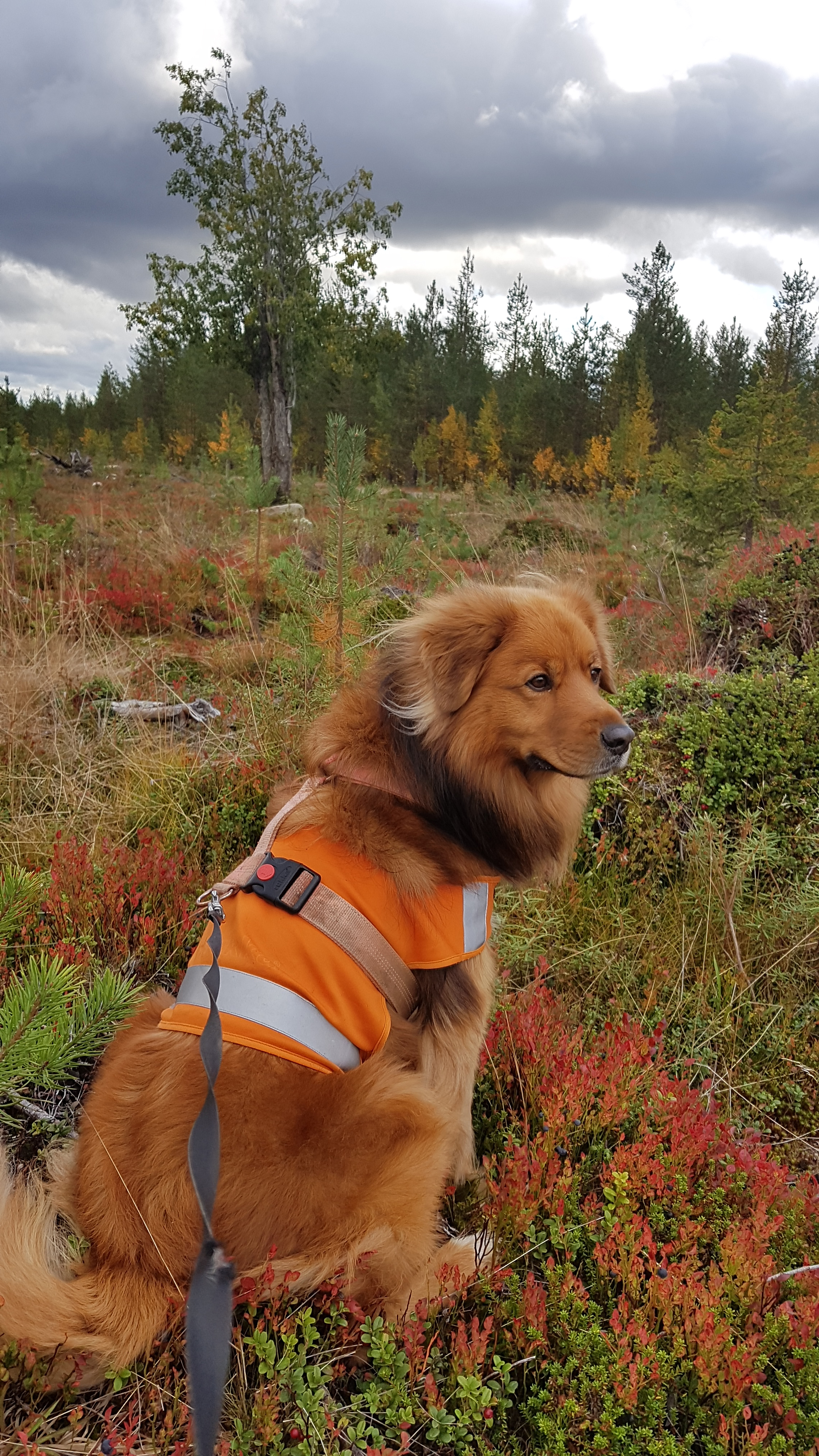 Sankarikoirat2018_Hessu