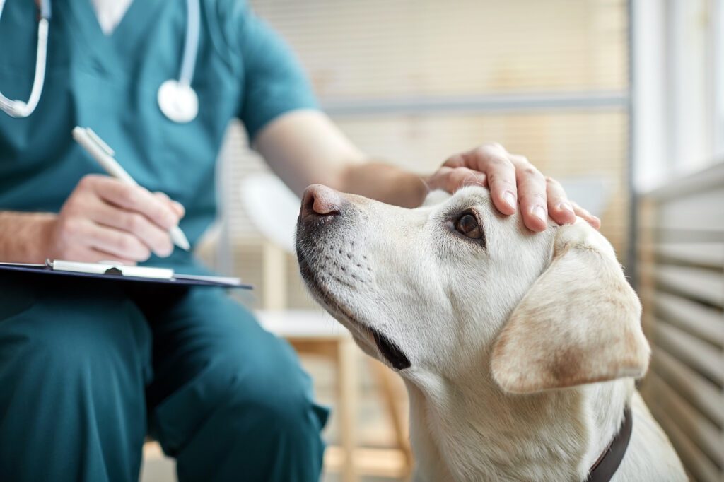 Eläinlääkärin asuun pukeutunut henkilö silittää labradorinnoutajan päätä ja tekee muistiinpanoja stetoskooppi kaulallaan.