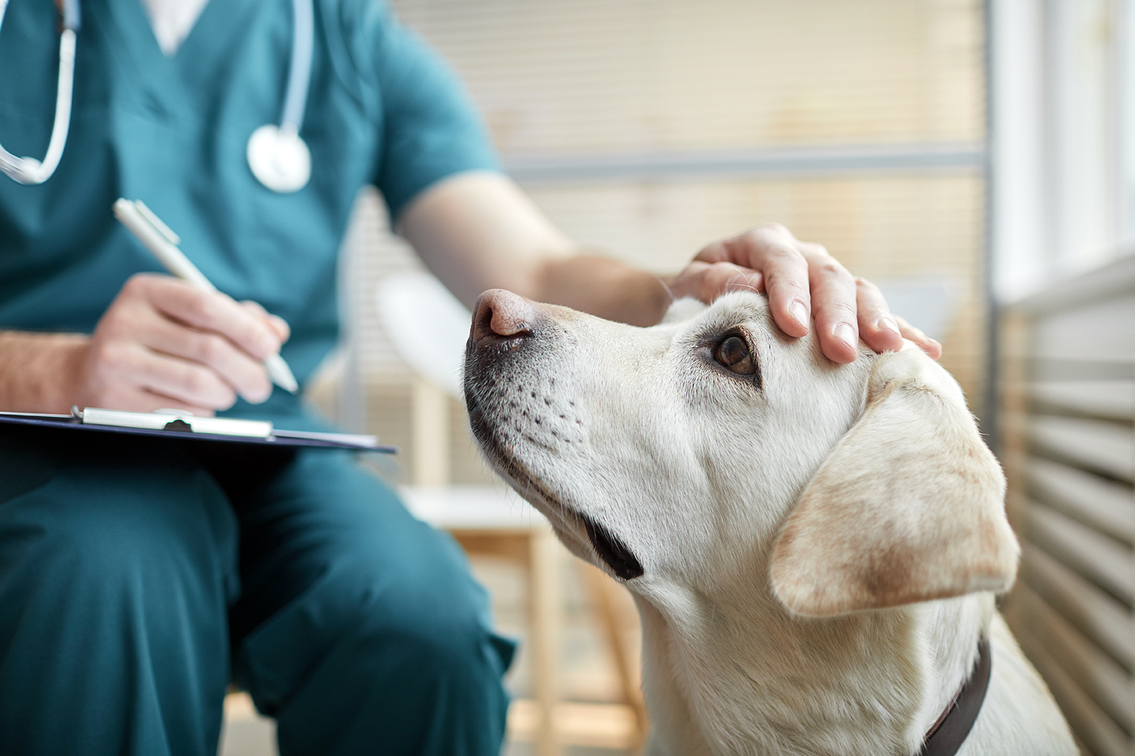 Eläinlääkärin asuun pukeutunut henkilö silittää labradorinnoutajan päätä ja tekee muistiinpanoja stetoskooppi kaulallaan.