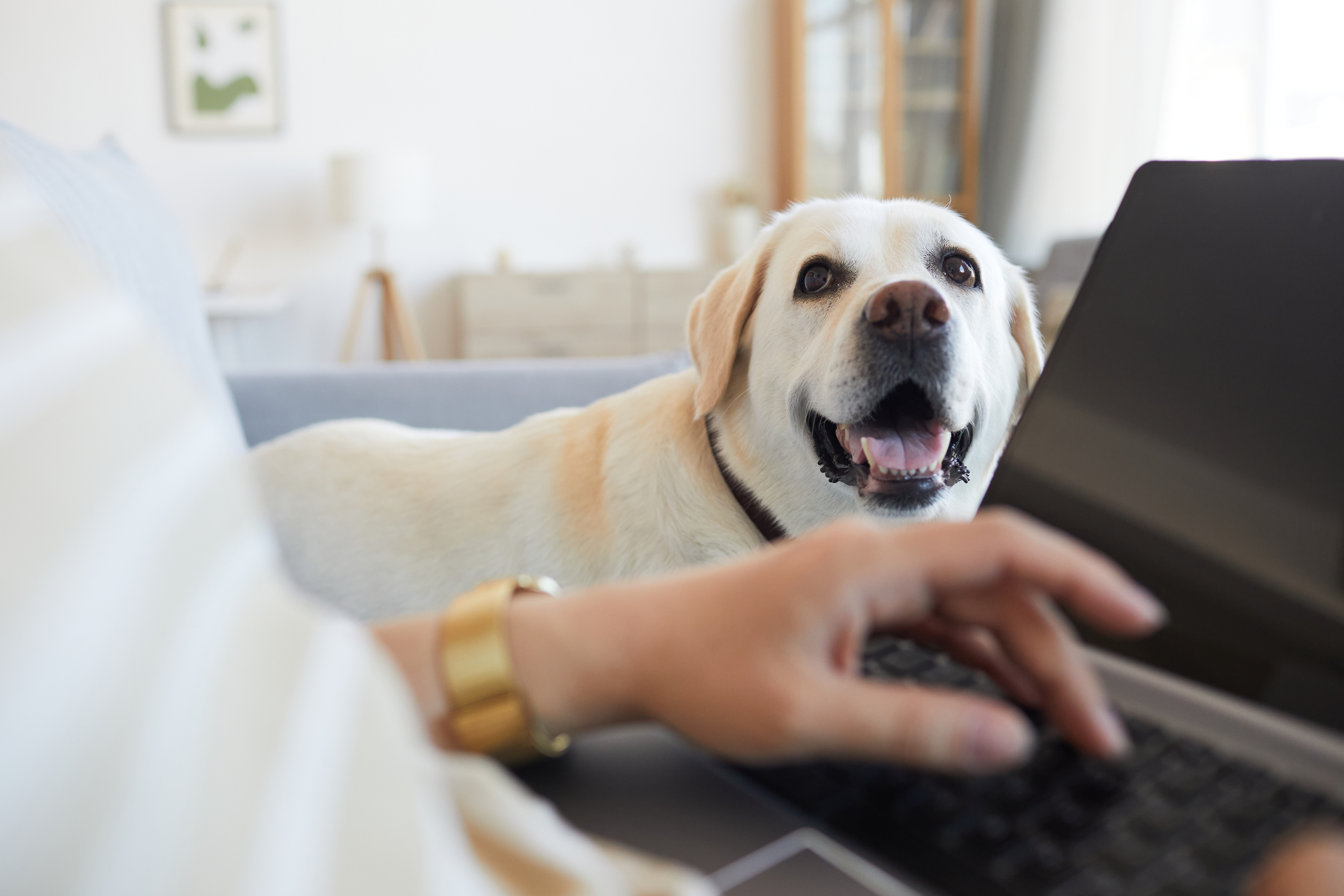 Labradorinnoutaja katselee henkilöä joka kirjoittaa kannettavalla tietokoneella