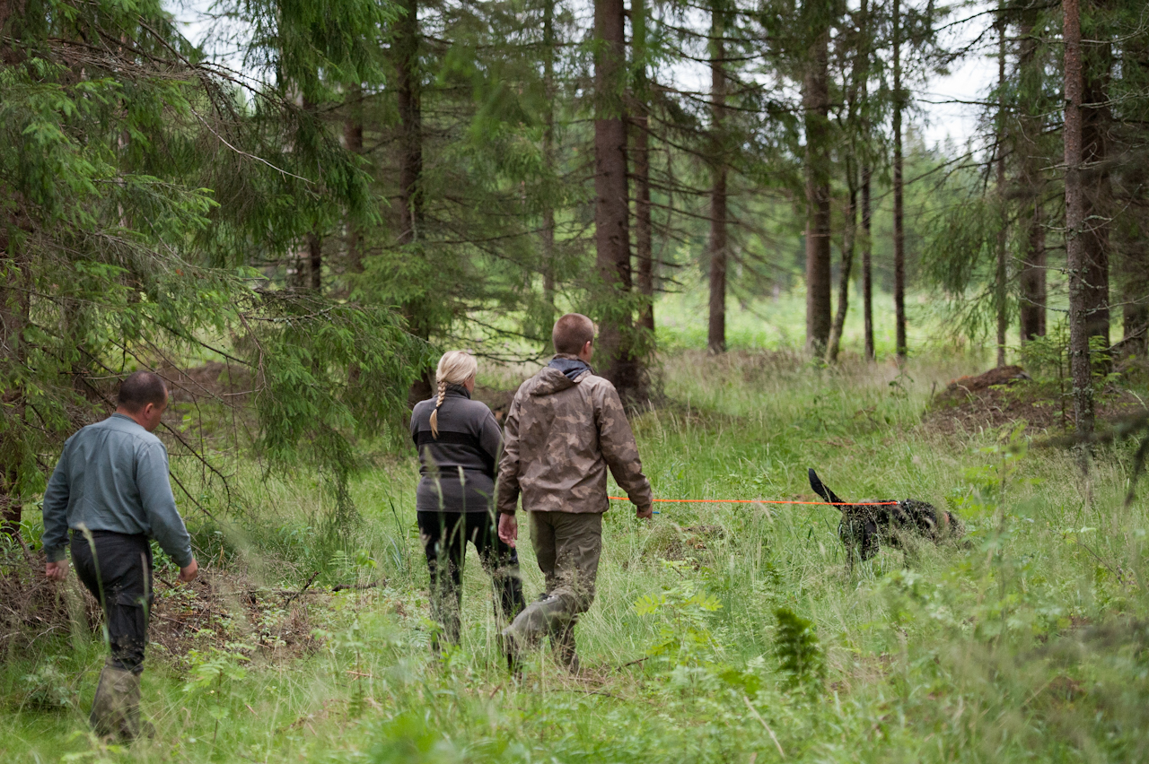 Nainen ja musta labradorinnoutaja jäljestämässä metsässä. Mukana kulkevat kokeen tuomari ja maasto-opas.