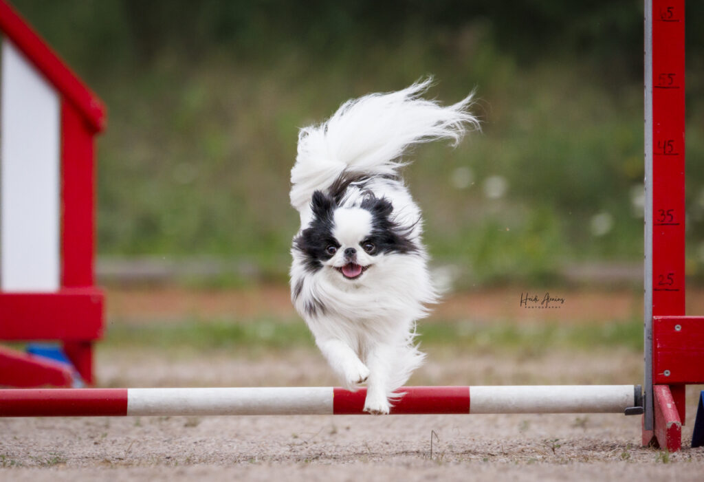 Japanese chin hyppää