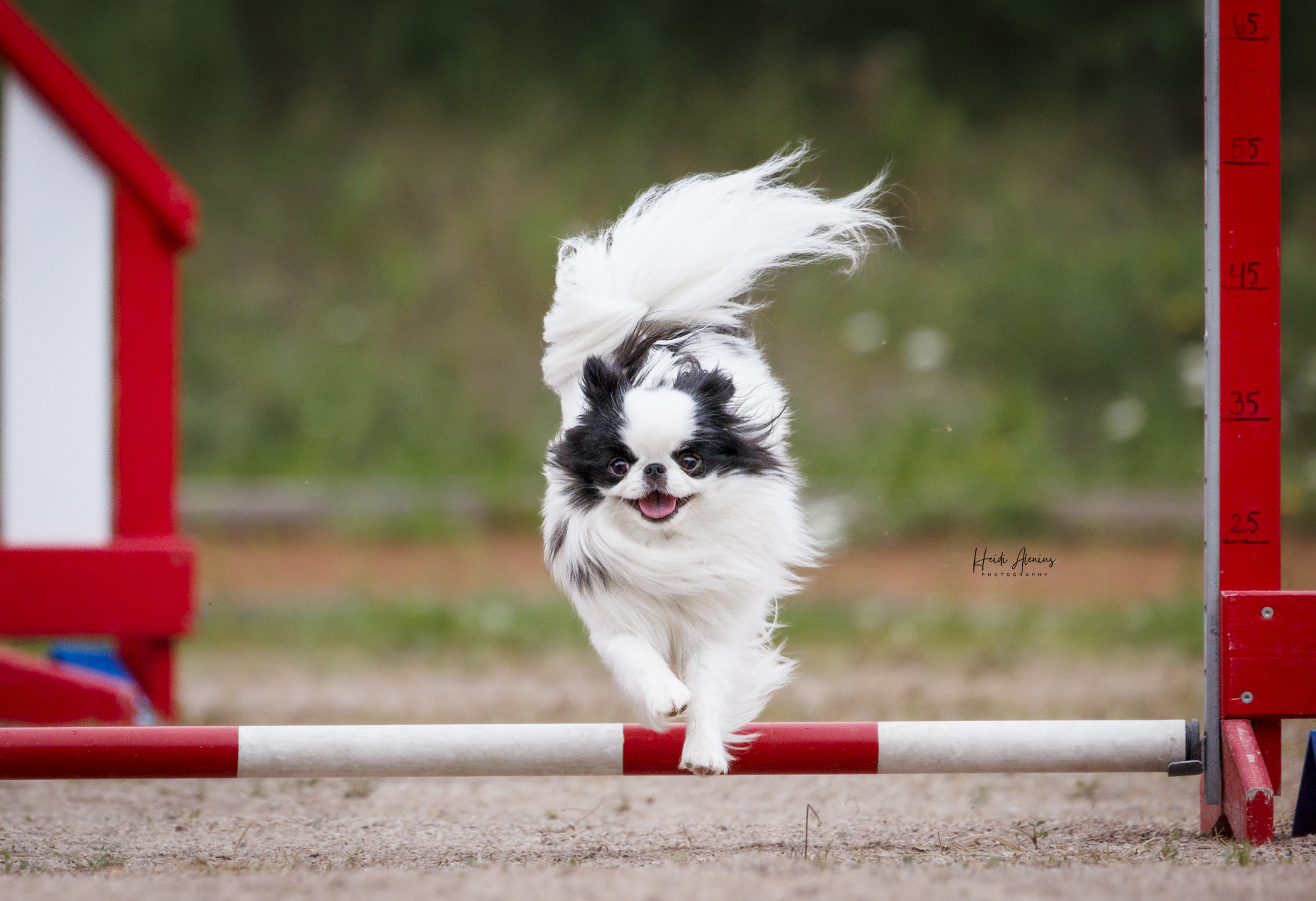 Japanese chin hyppää