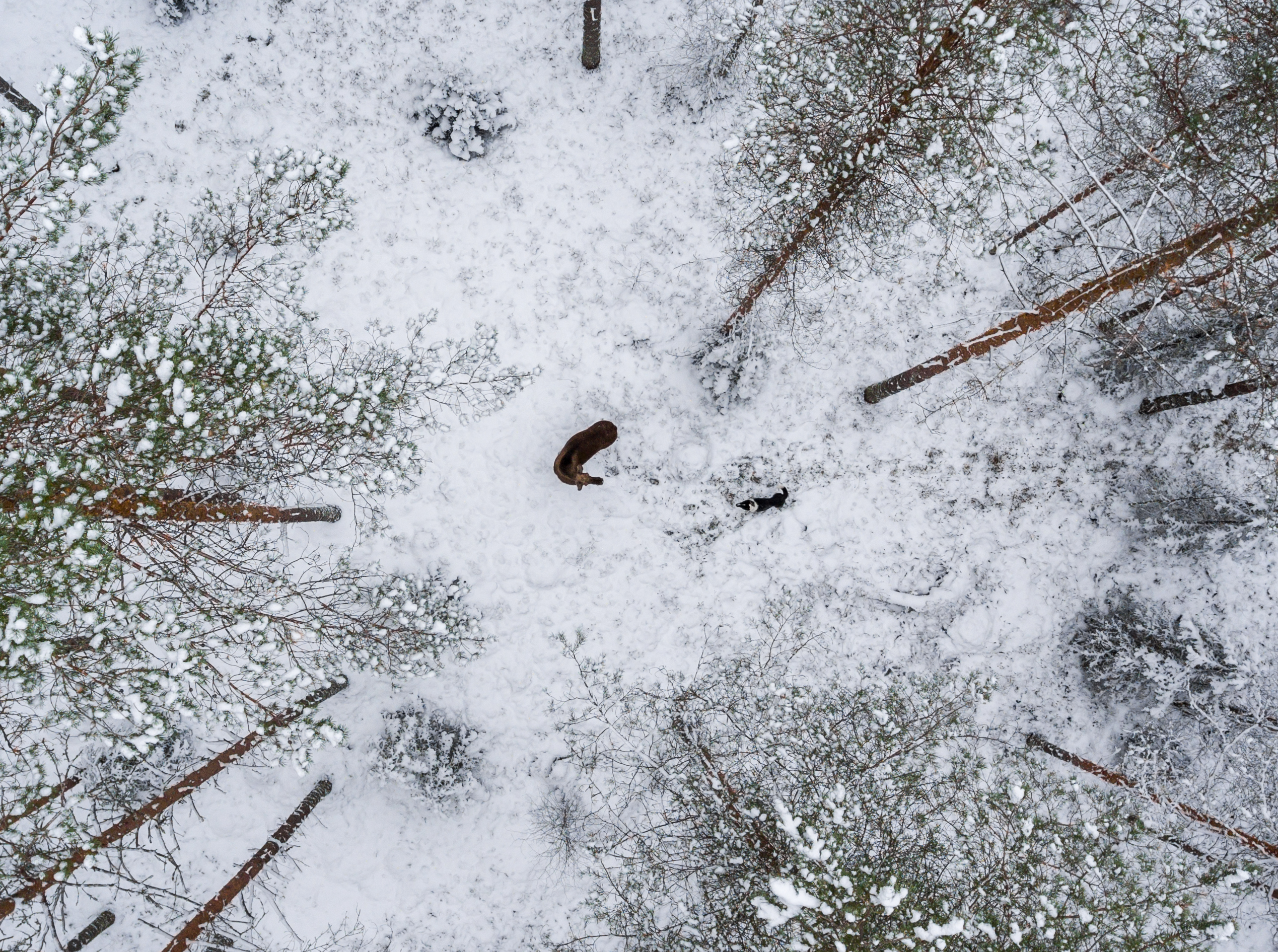 Karjalankarhukoira ja hirvi drone
