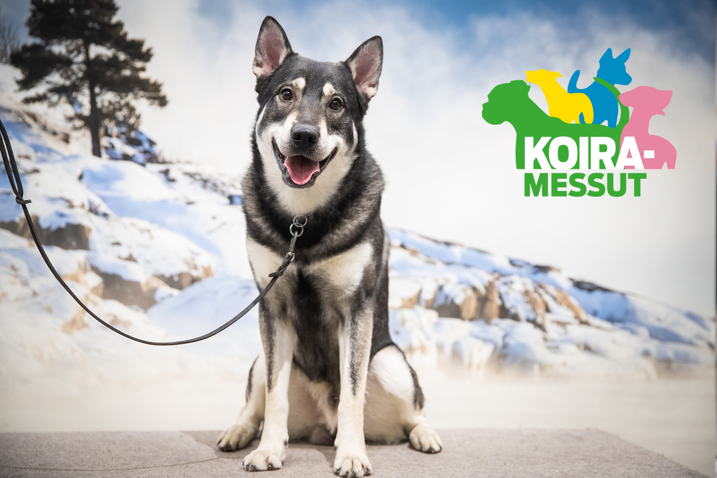 Koira Koiramessujen kuvauspisteellä
