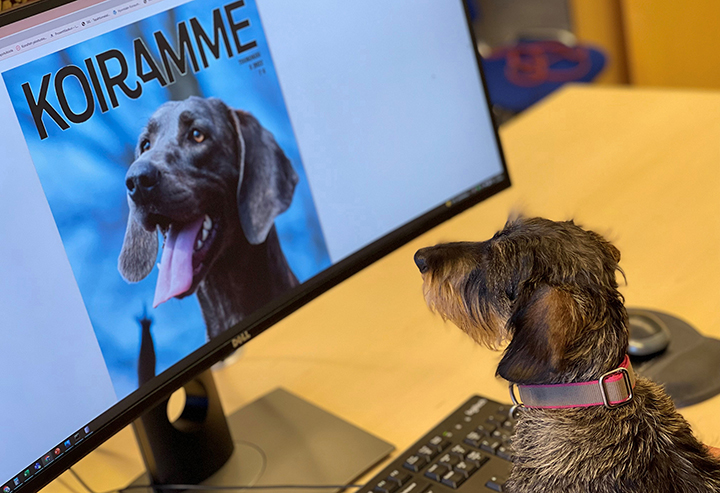 Koiramme-digilehti_web