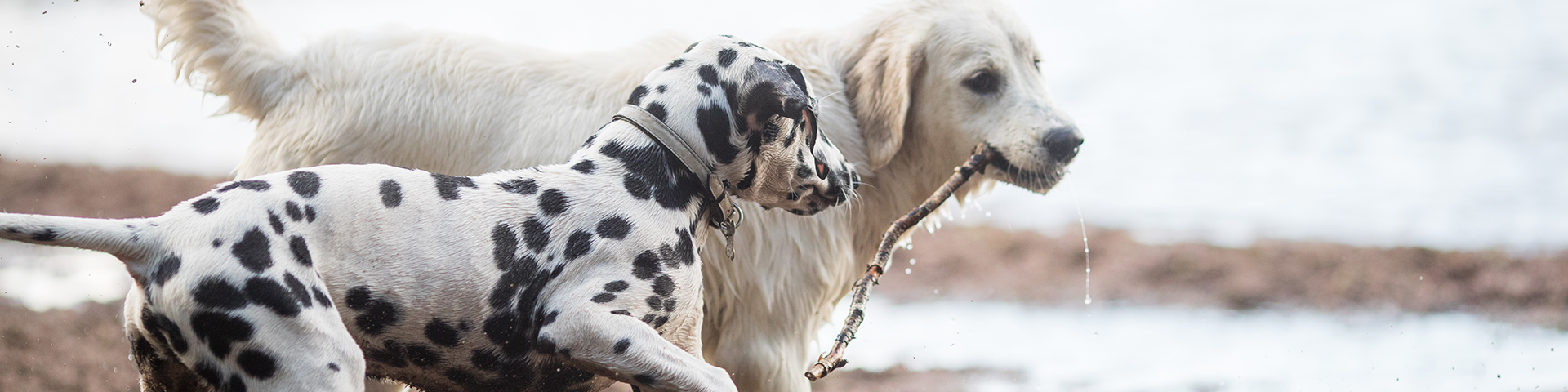 dalmatialainen ja kultainennoutaja juoksevat uimarannalla