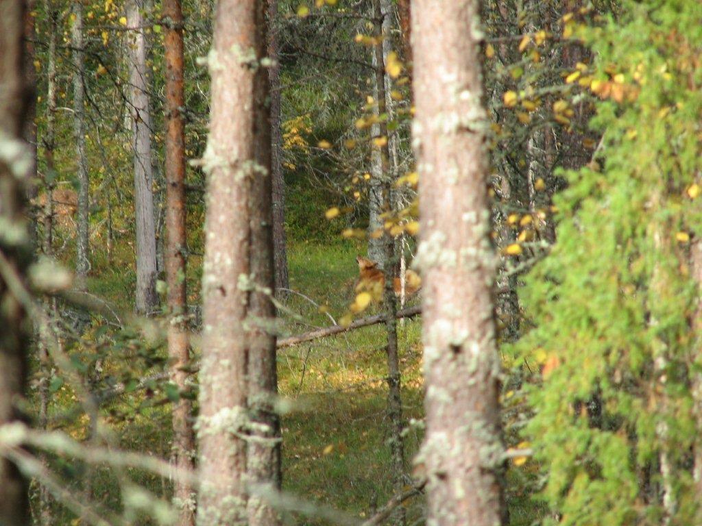 Suomenpystykorva haukkuu lintua metsässä