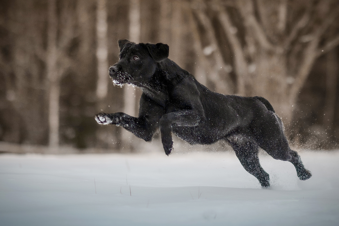 Labradorinnoutaja hyppää lumessa_Ida Lehtonen_1440 x 960