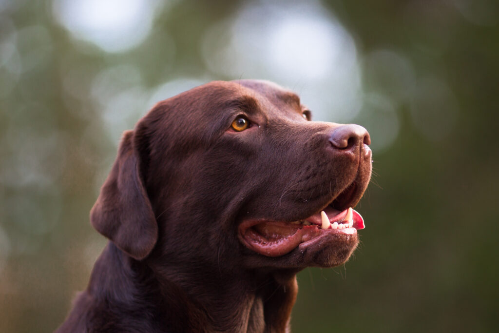 Labradorinnoutaja ulkona syksyllä