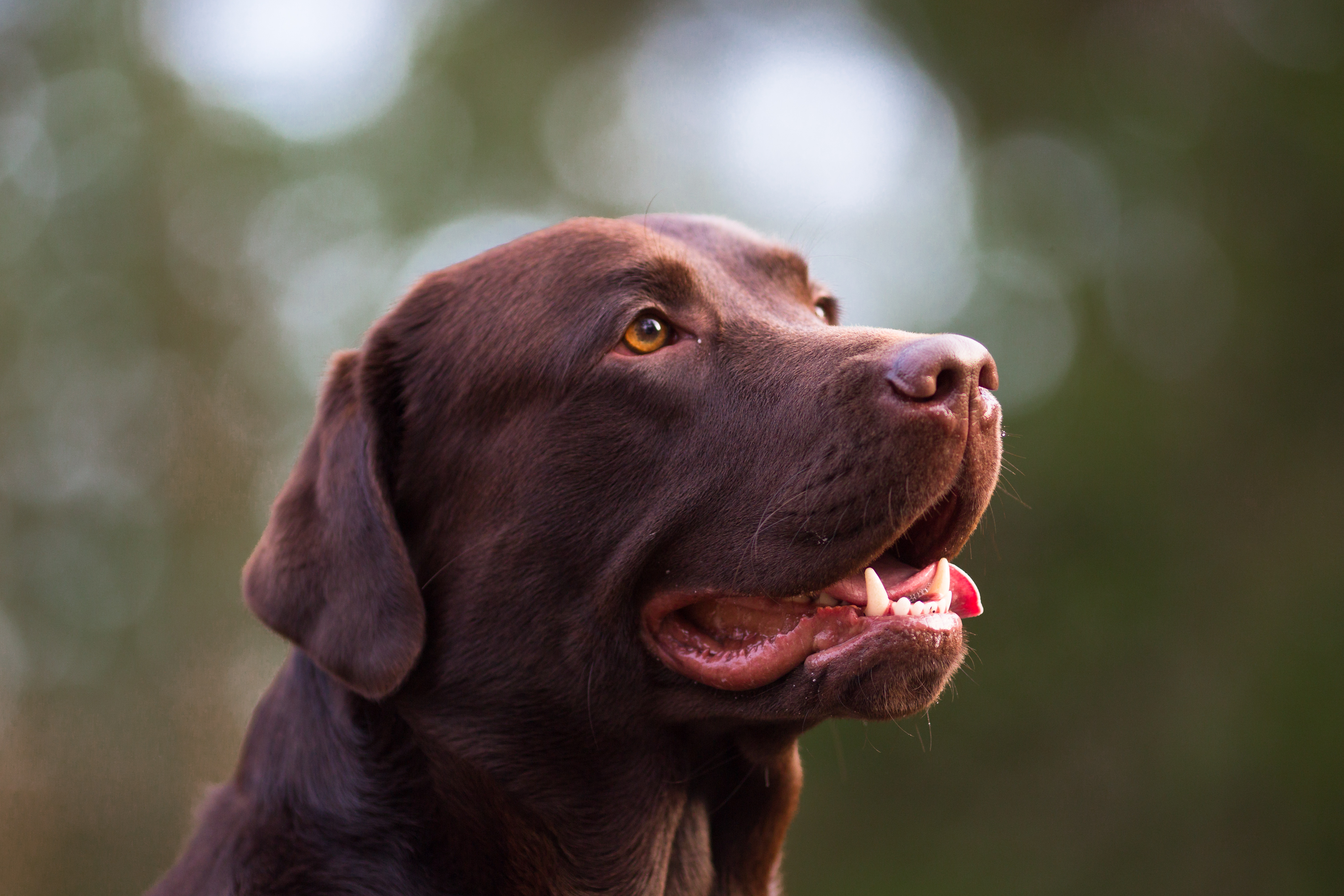 Labradorinnoutaja ulkona syksyllä