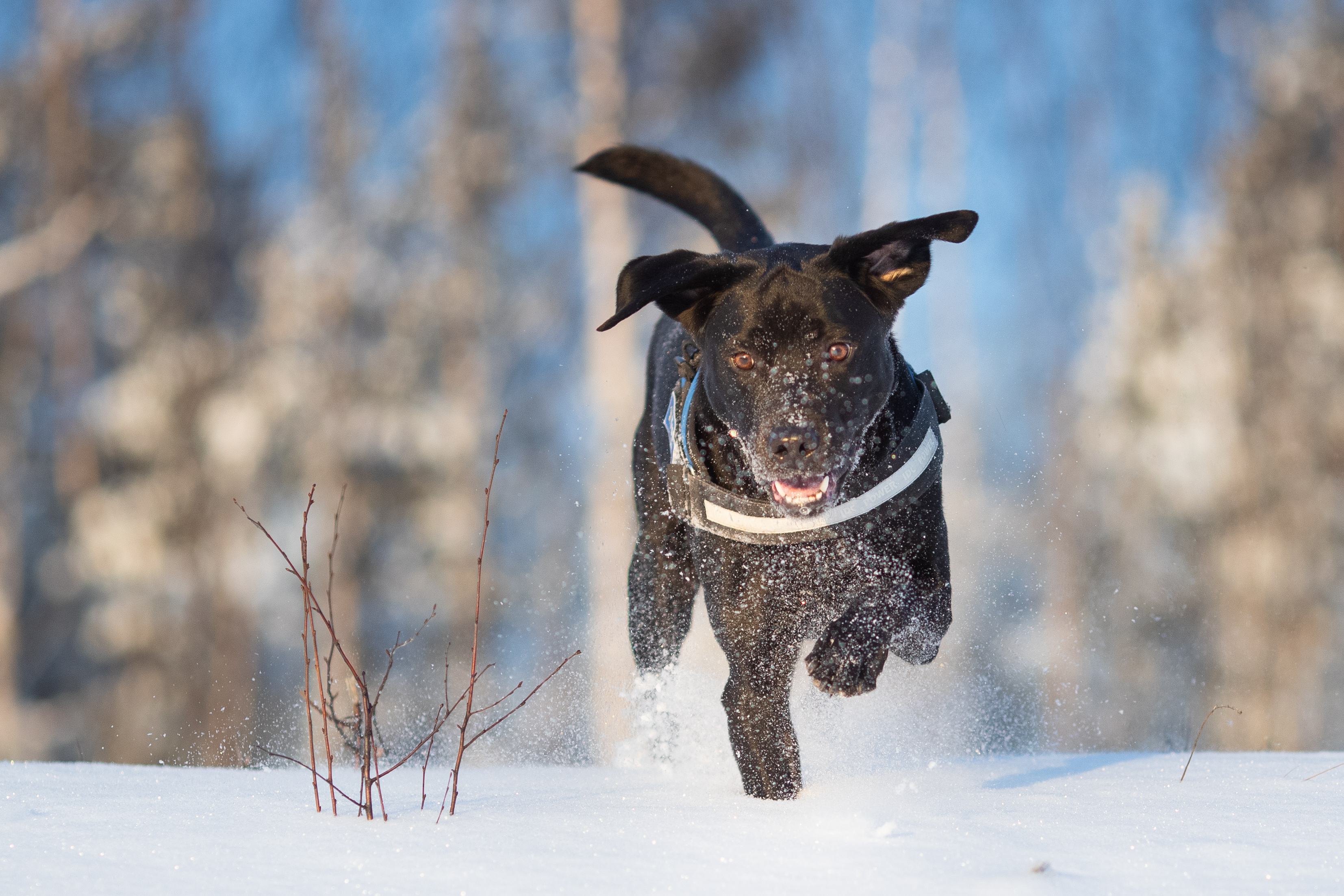Labradorinnoutaja lumessa_Jukka Pätynen