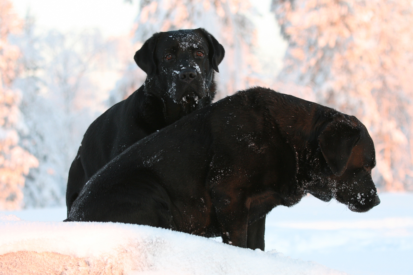 Labradorinnoutajat 1440 x 960 px_Johanna Alasuutari