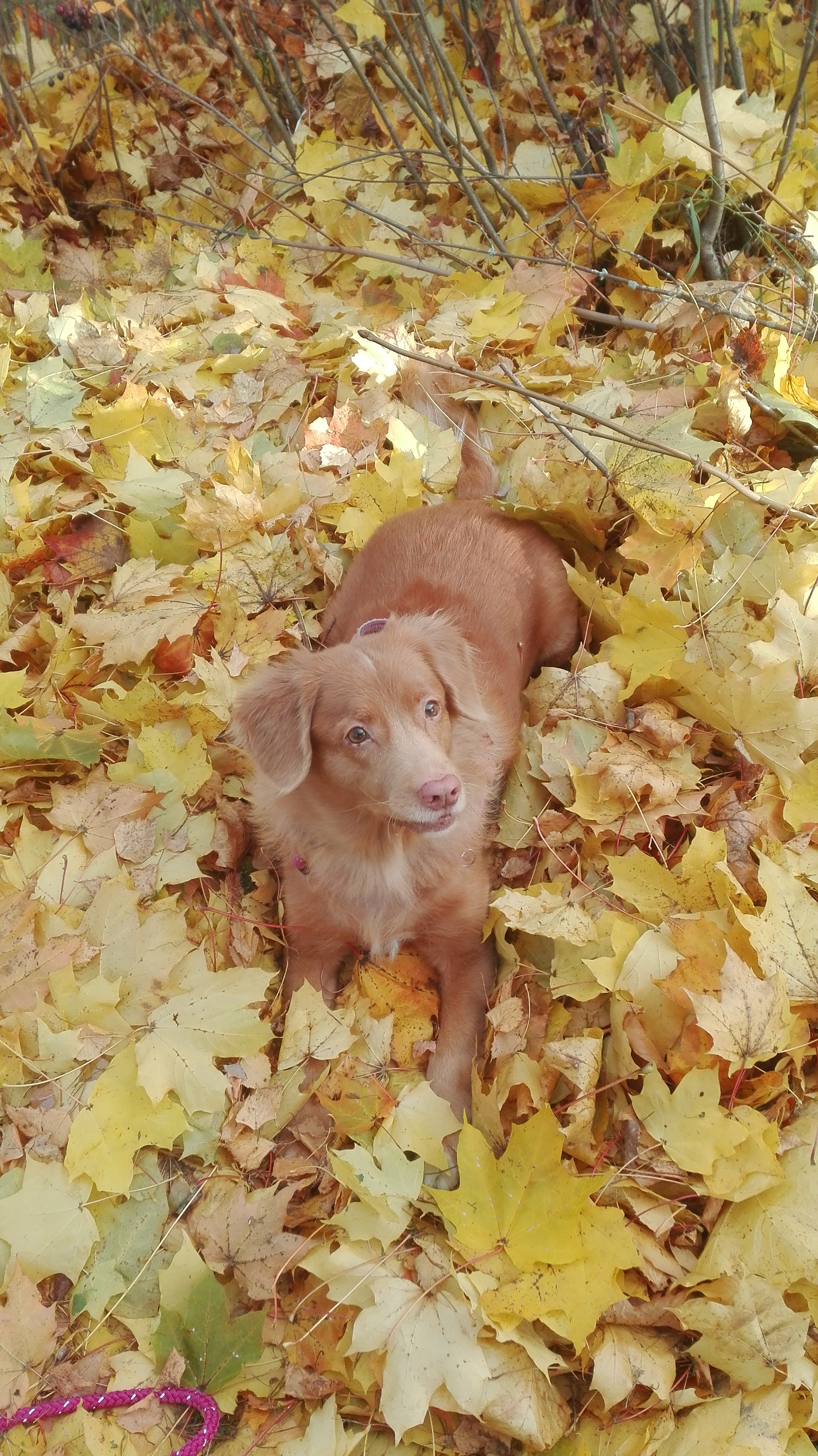 novascotiannoutaja Nelli