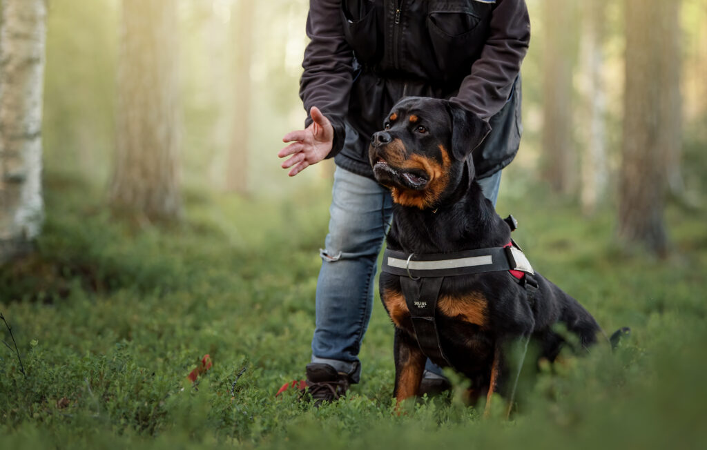 Pelastuskoirakokeet rottweiler