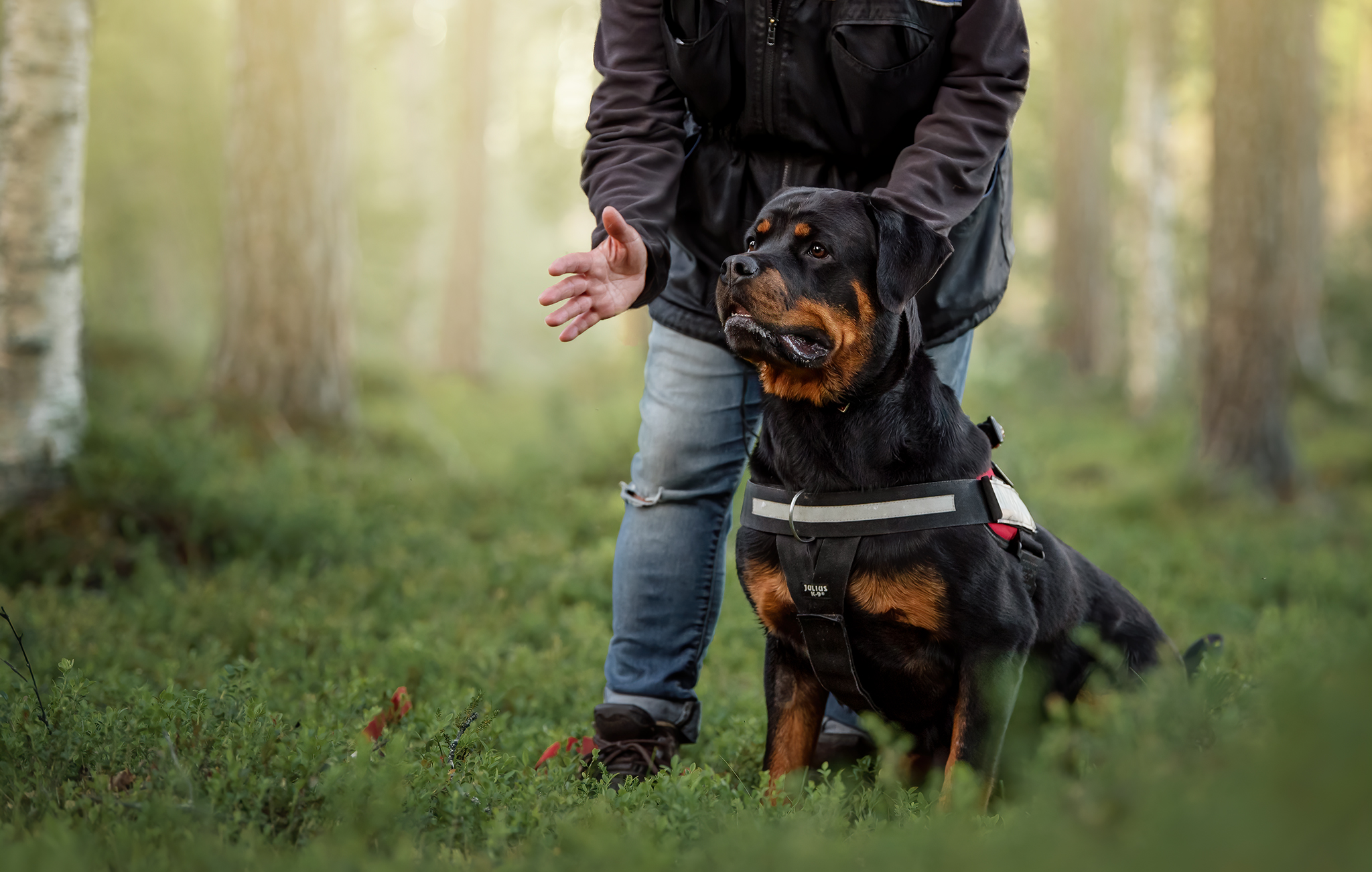 Pelastuskoirakokeet rottweiler