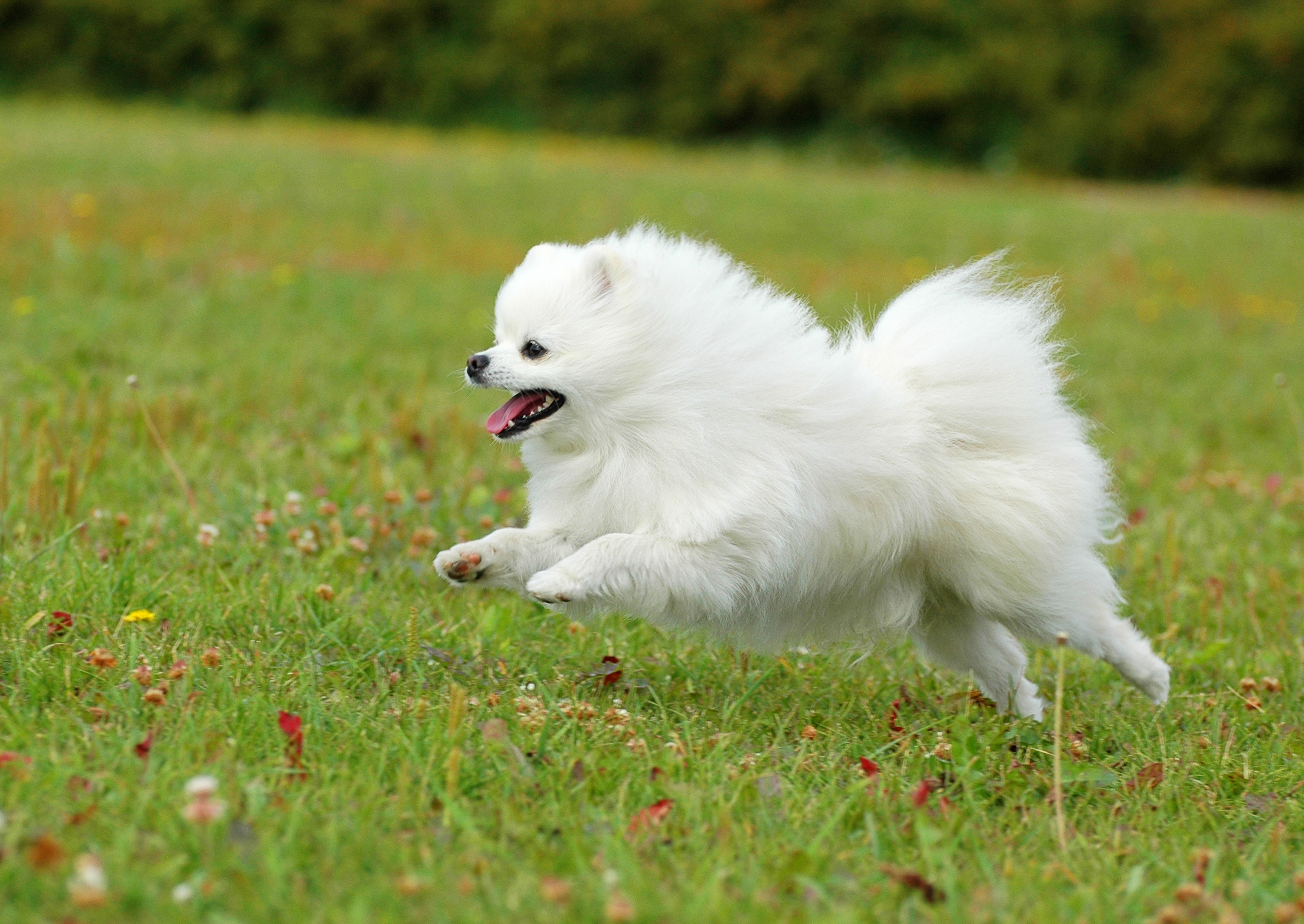 Pomeranian