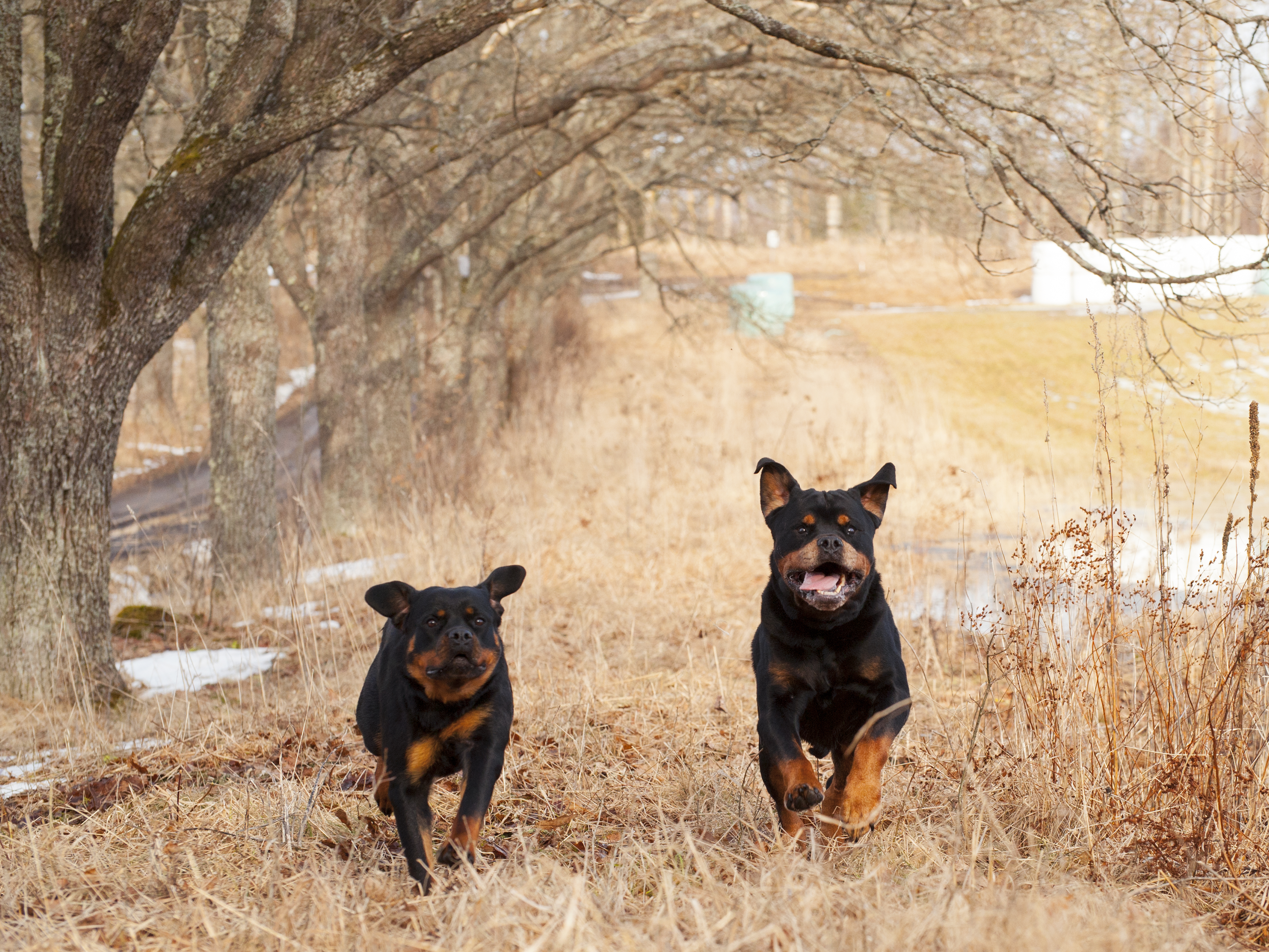 rottweilerit