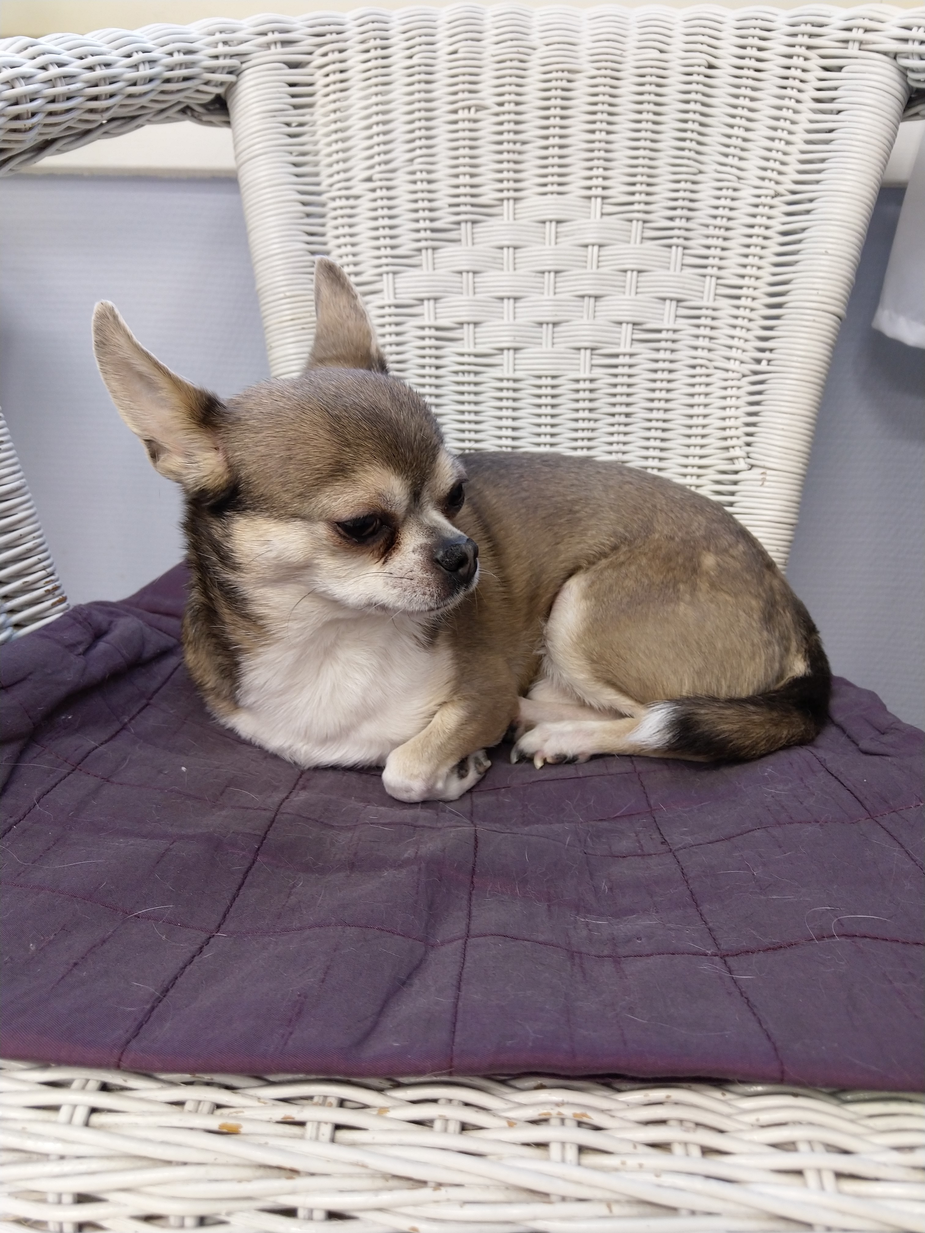 chihuahua Sulo