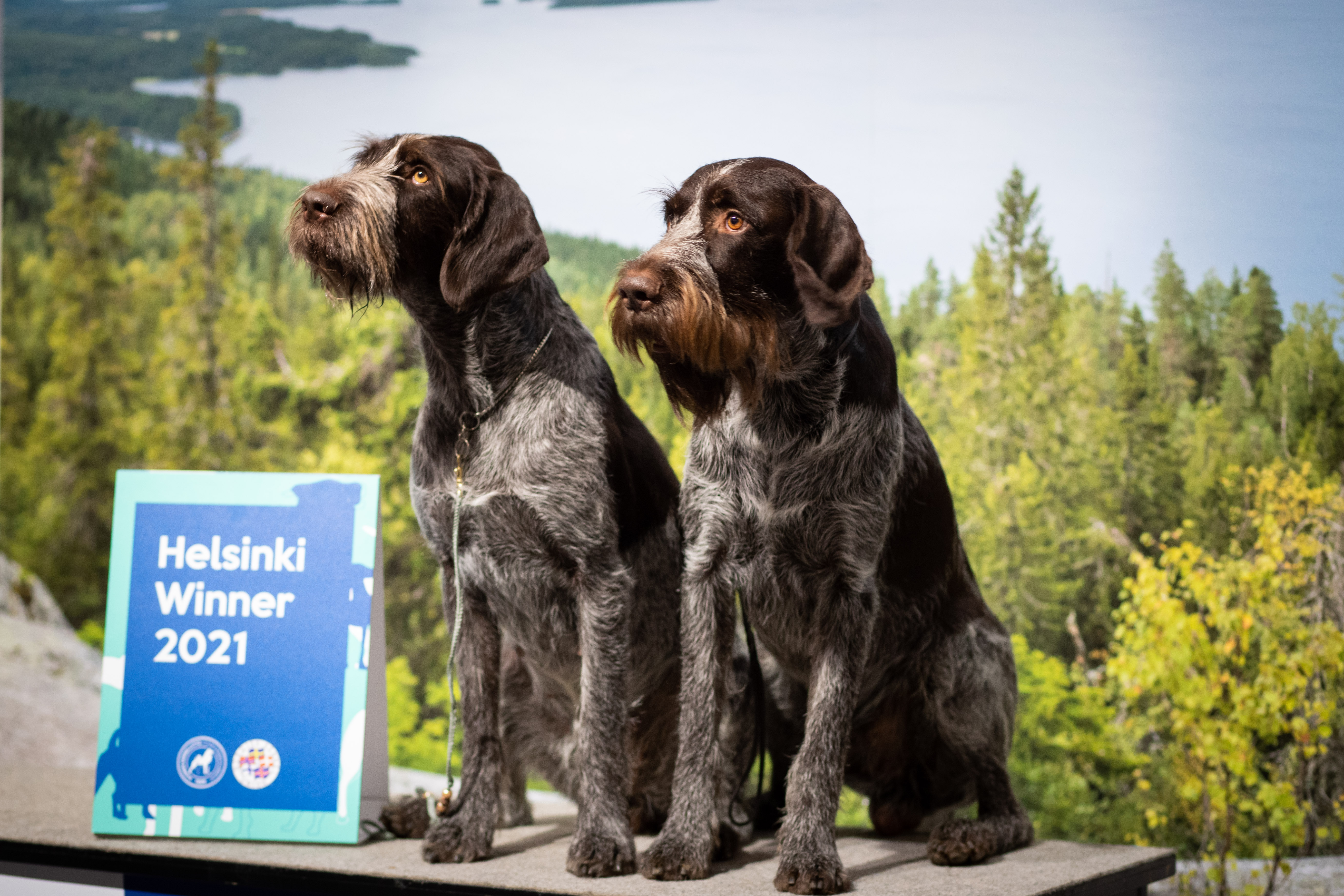 karkeakarvaiset saksanseisojat