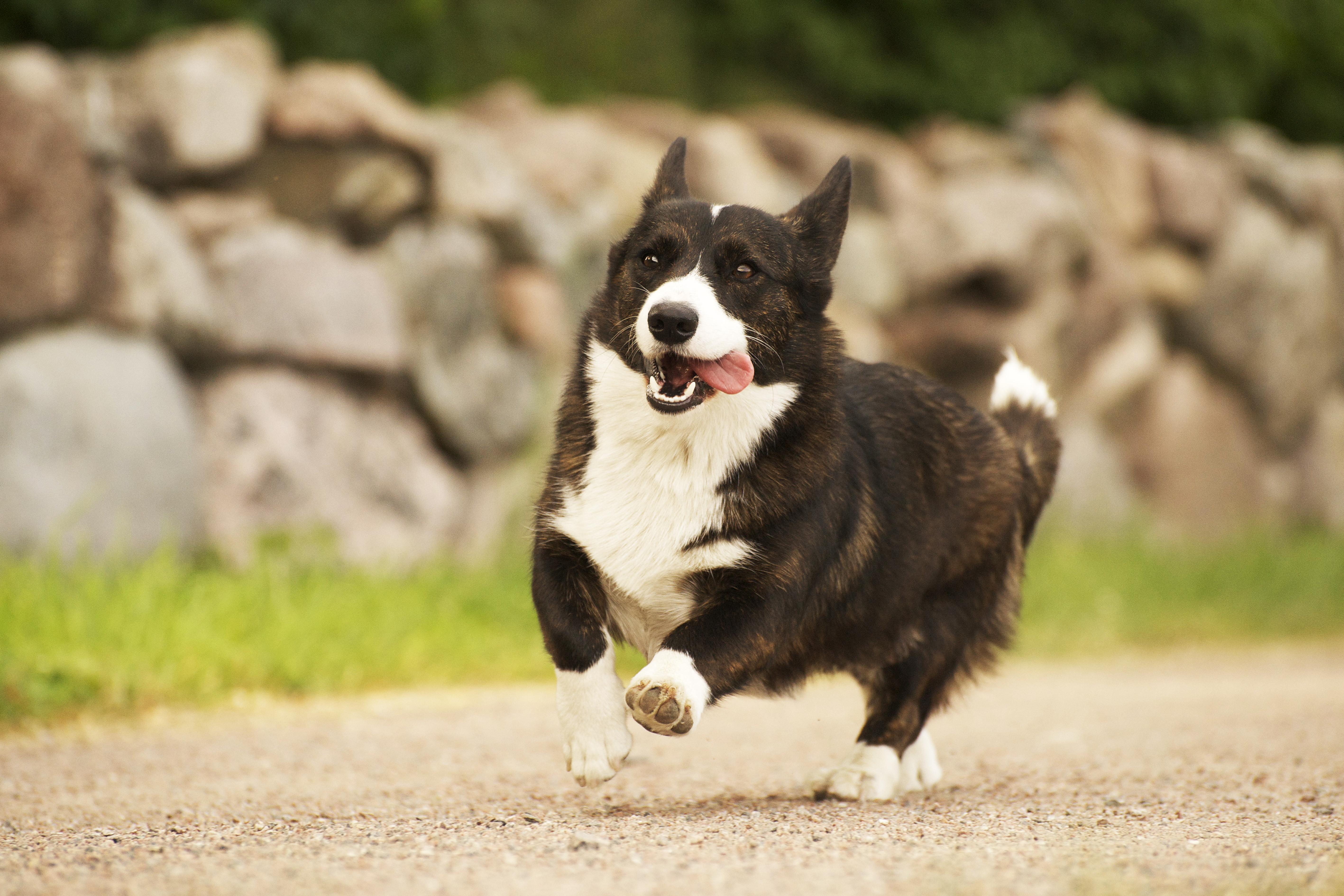 welsh corgi cardigan
