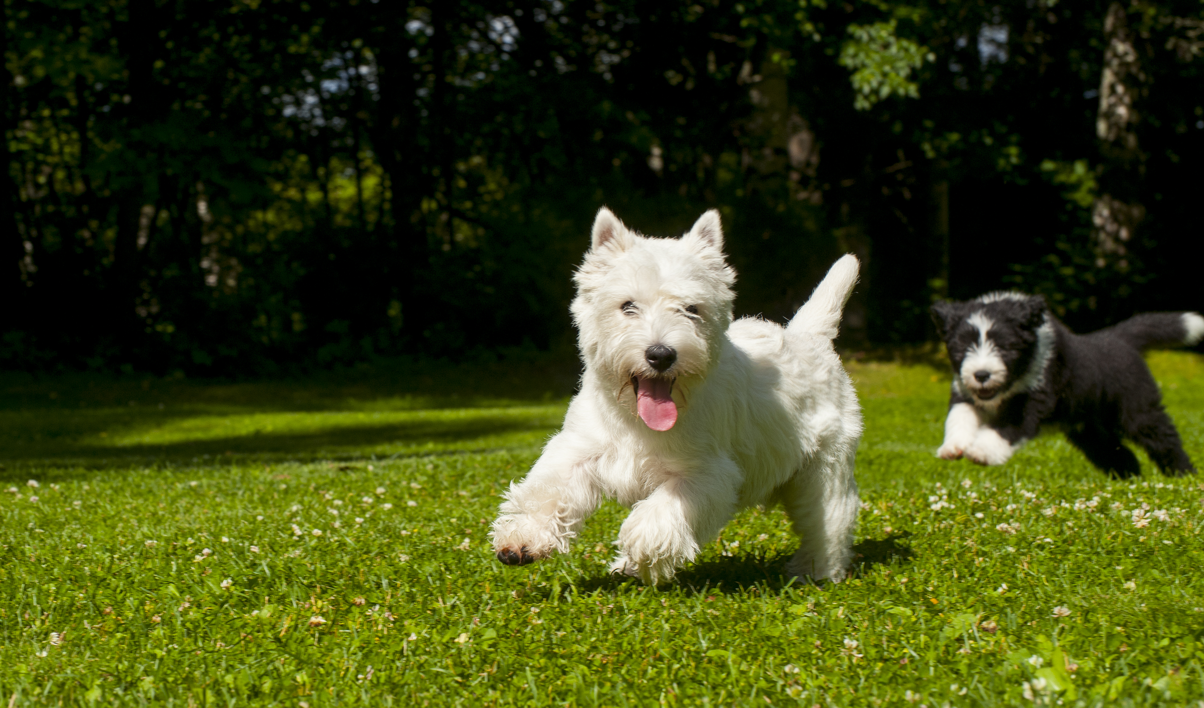 Westiejapartacollie