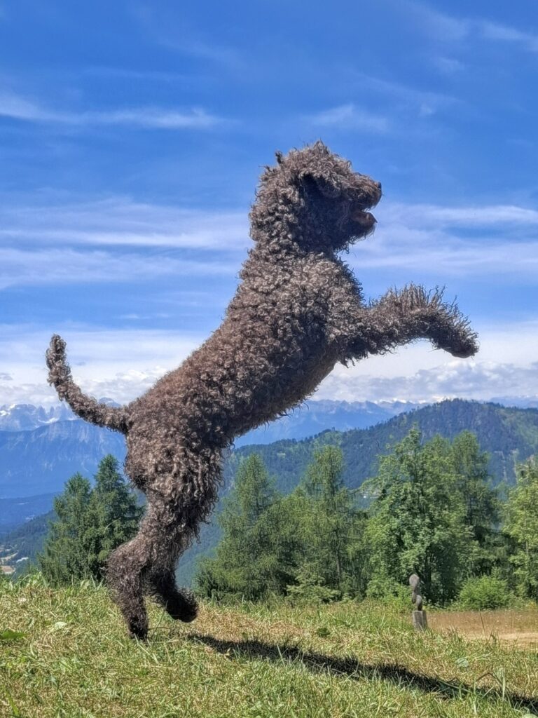 Lagotto nousee takajaloilleen niityllä vuorten ja puiden edessä