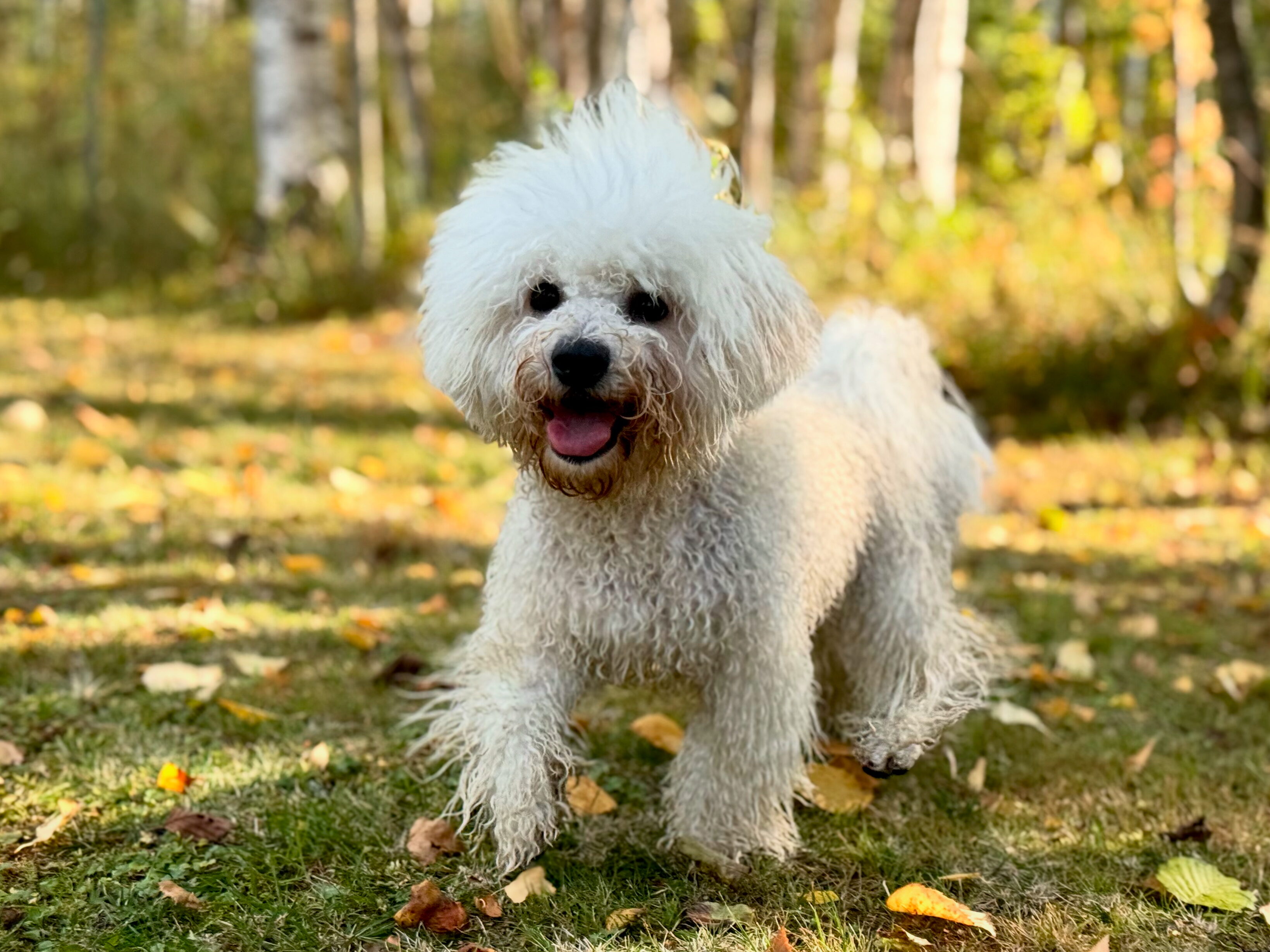 Iloisen näköinen bichon frisé juoksee syksyisellä pihanurmikolla