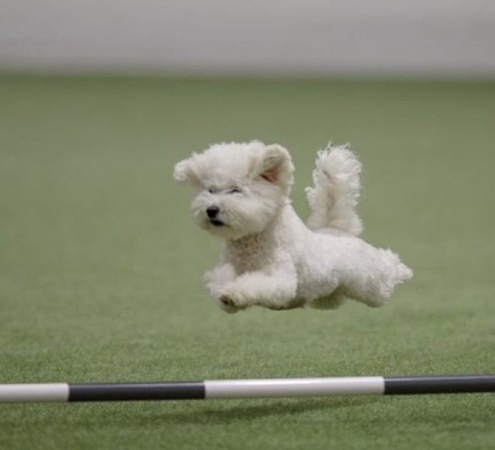 Bichon Frisé hyppää agilityesteen yli