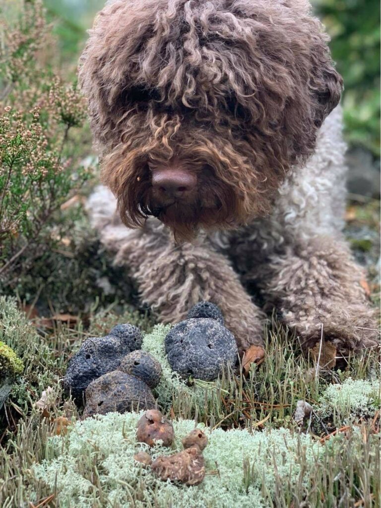 Kiharakarvainen lagotto nuuskii mustia tryffeleitä sammaleella ja kanervan seassa