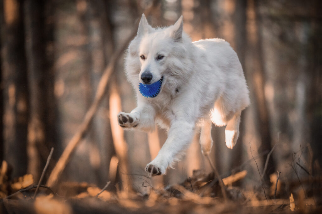 Valkoinenpaimenkoira koira hyppää metsässä suussaan sininen pallo