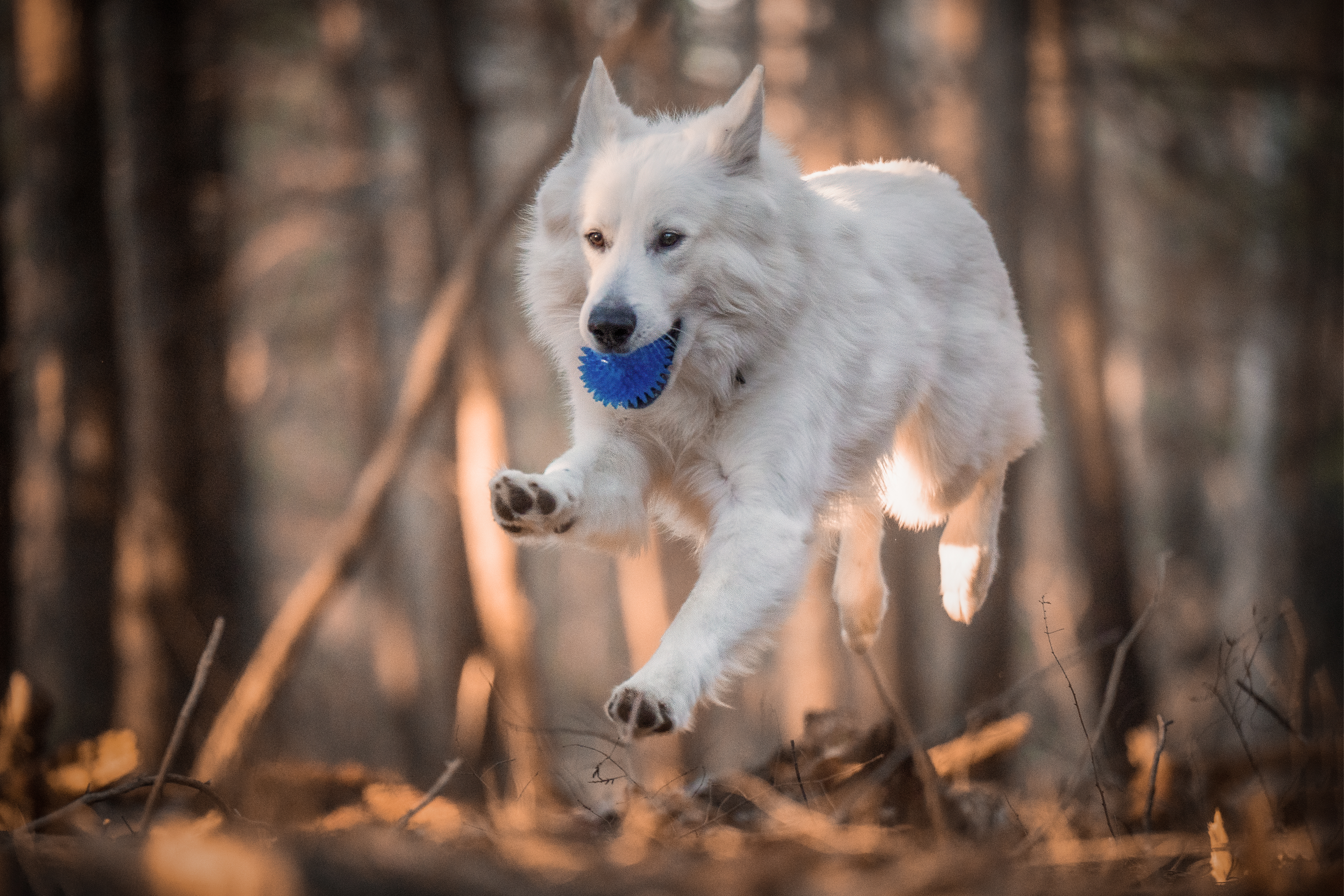 Valkoinenpaimenkoira koira hyppää metsässä suussaan sininen pallo