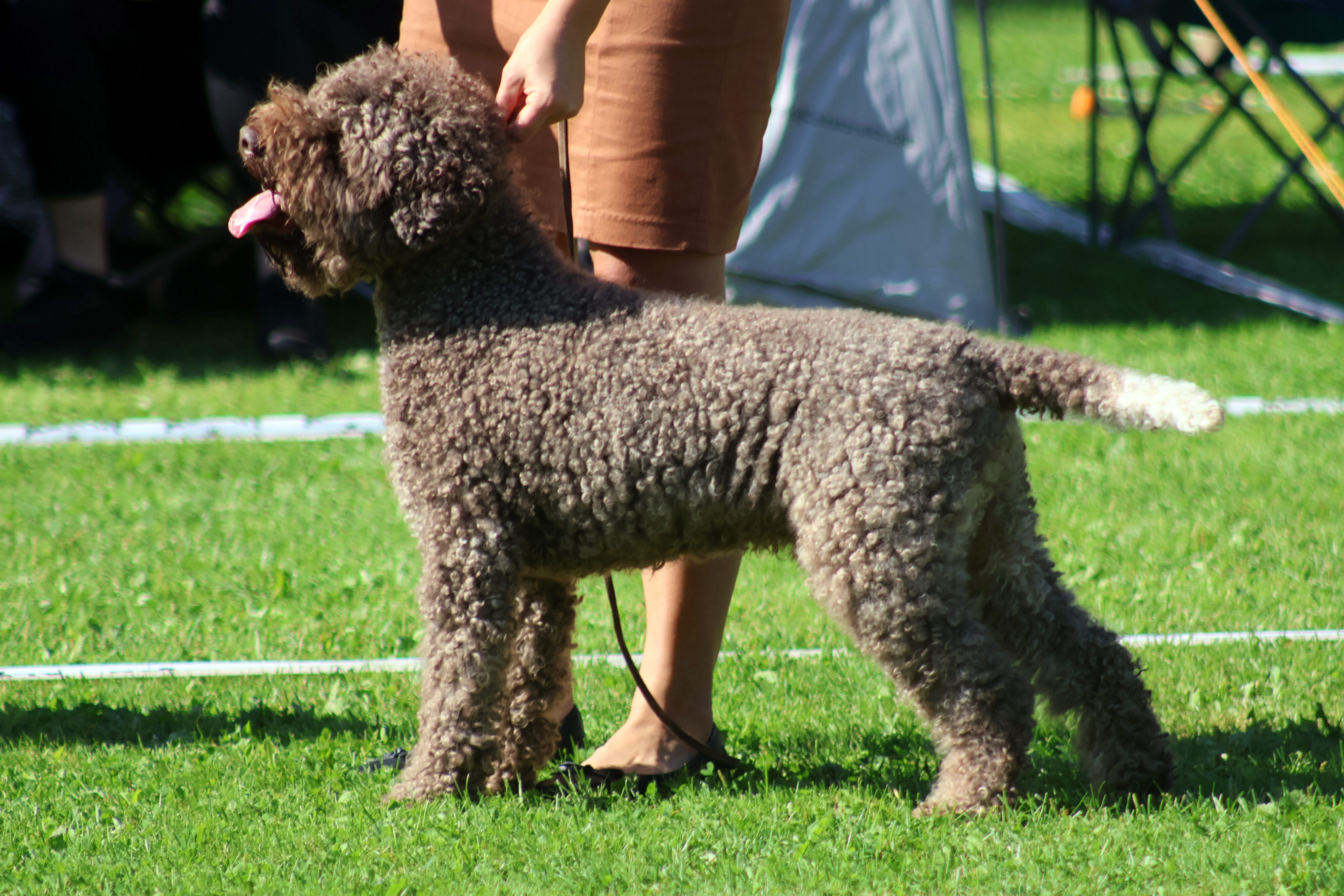 Ruskea kiharakarvainen lagotto seisoo näyttelyasennossa nurmikolla, ohjaajan jalat näkyvät taustalla