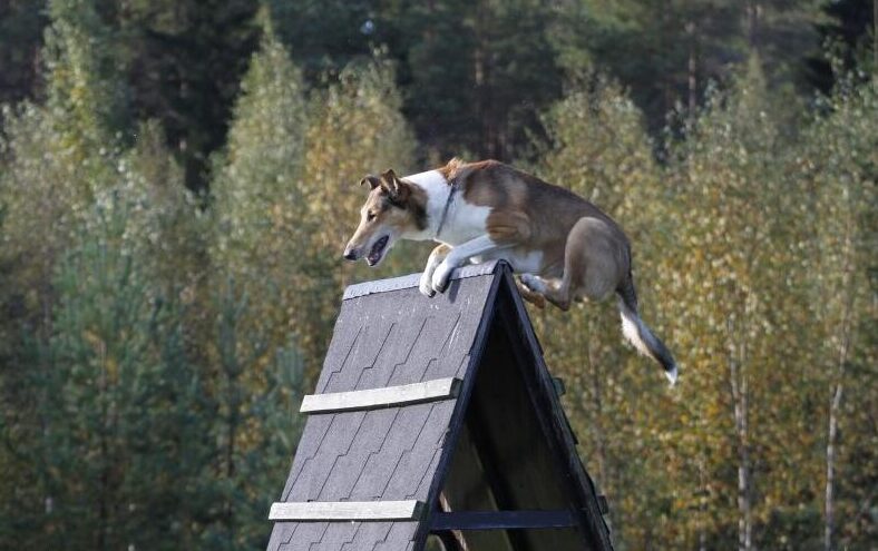 Sileäkarvainen collie ylittää A-esteen agilityradalla.