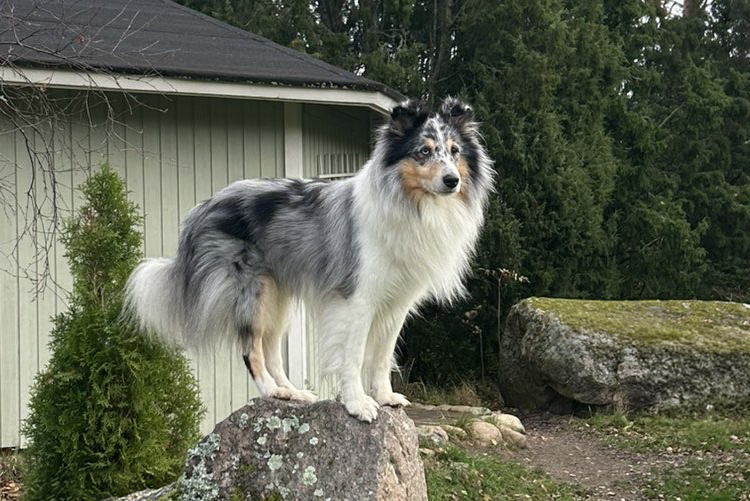 Sinimerle-turkkinen shetlanninlammaskoira seisoo jäkälöisen kiven päällä vihreän puutalon vieressä