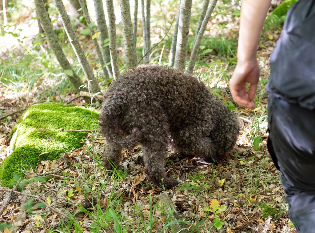 Lagotto haistelee maata metsässä etsien tryffeleitä, oikealla näkyy ihmisen käsi